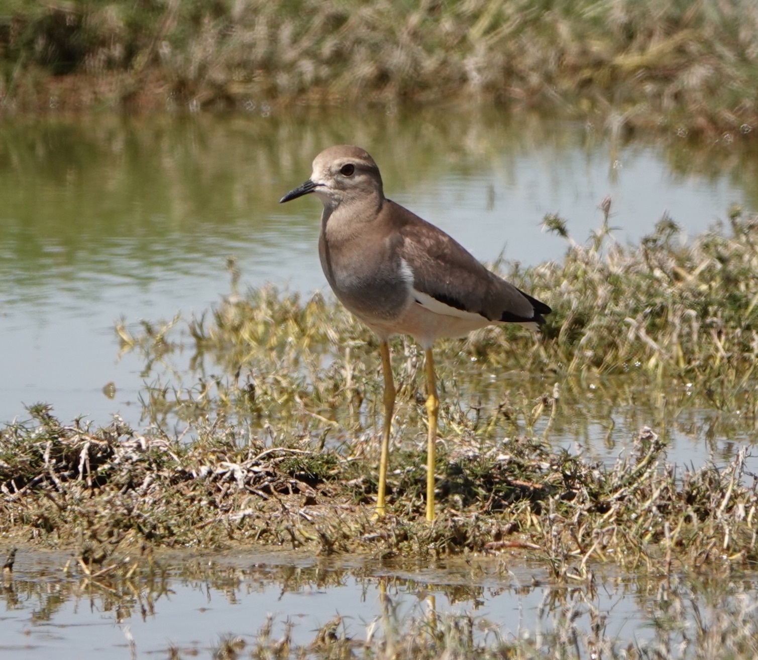 white-tailed lapwing