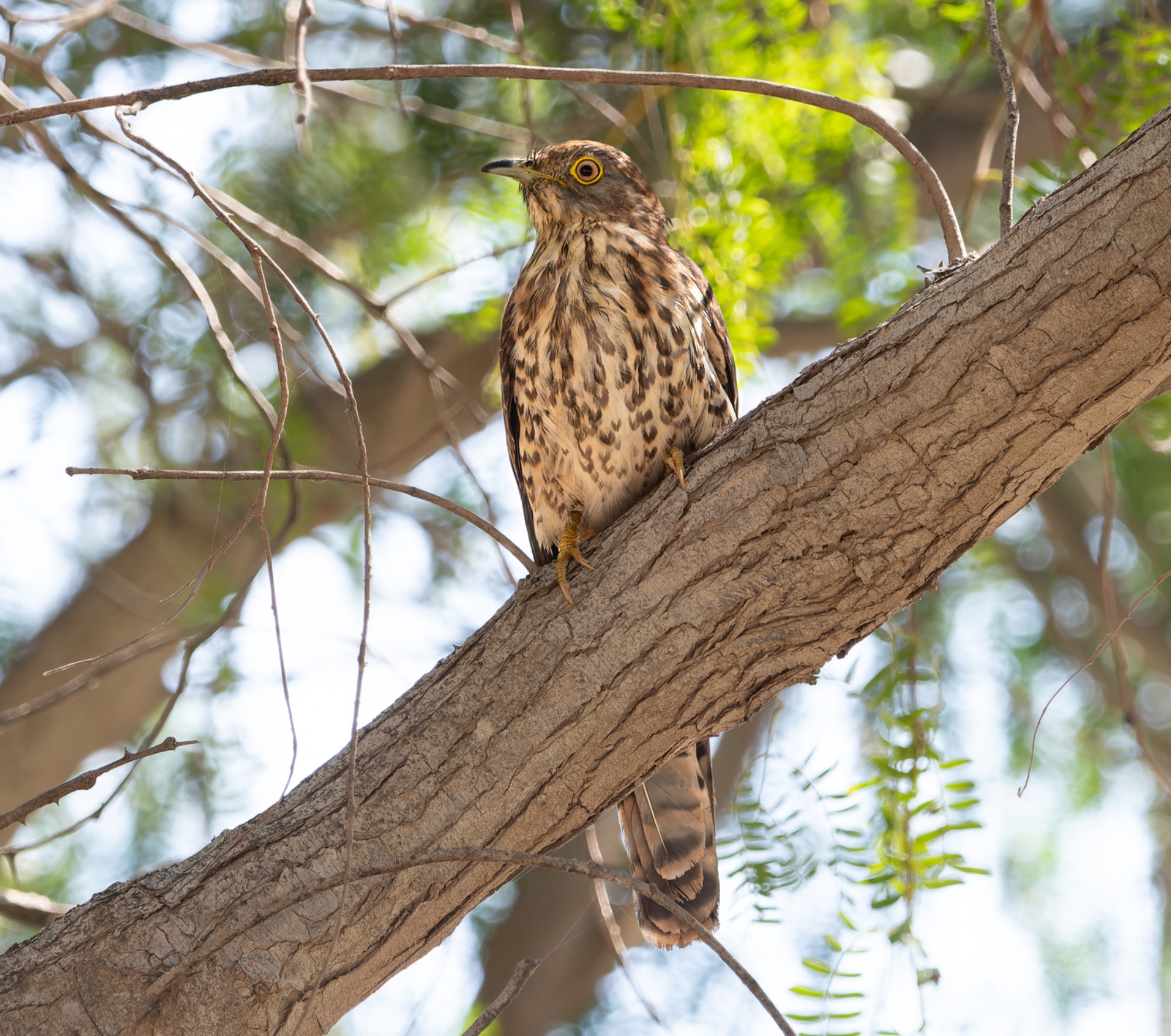 common hawk cuckoo