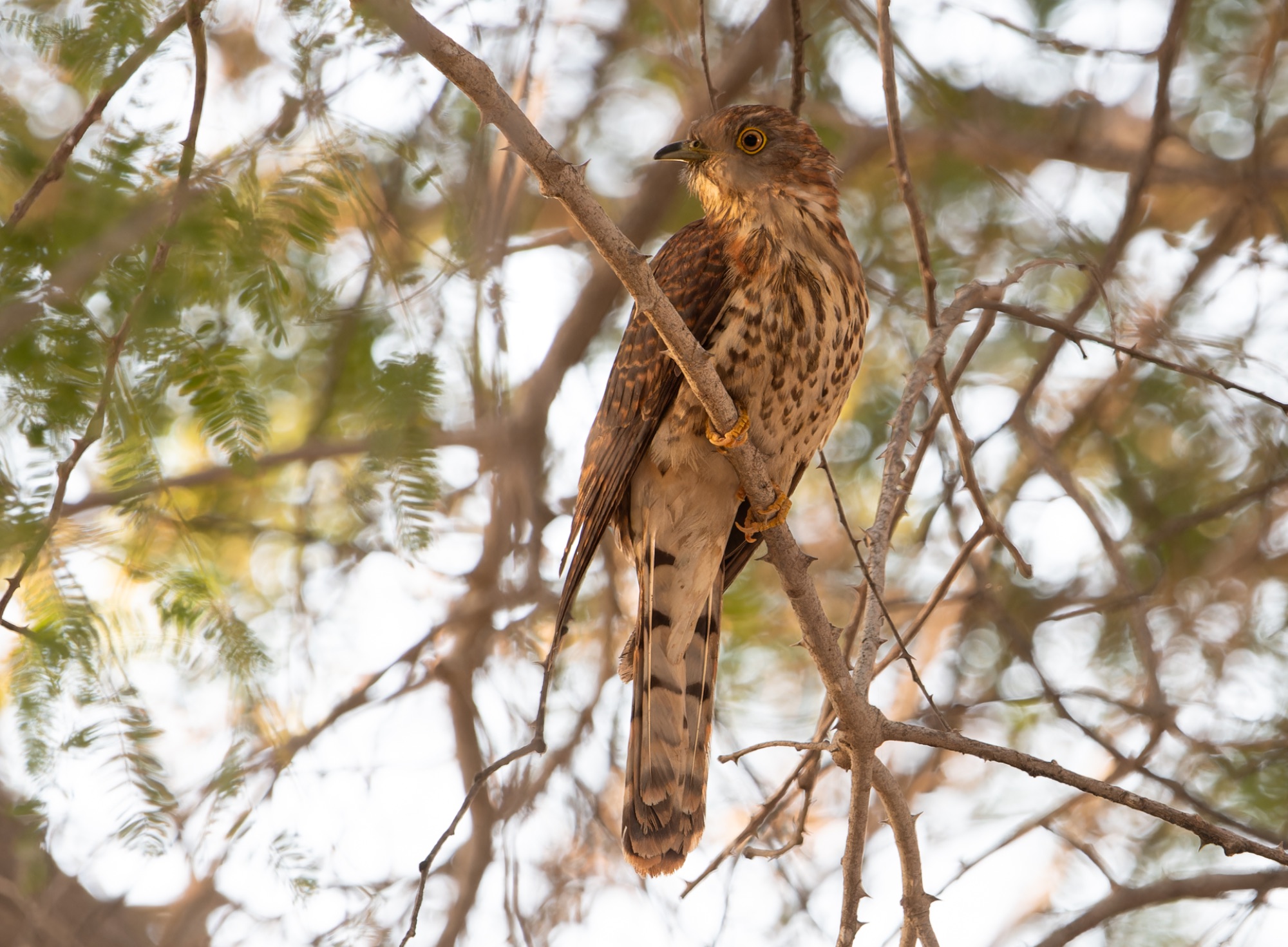 common hawk cuckoo
