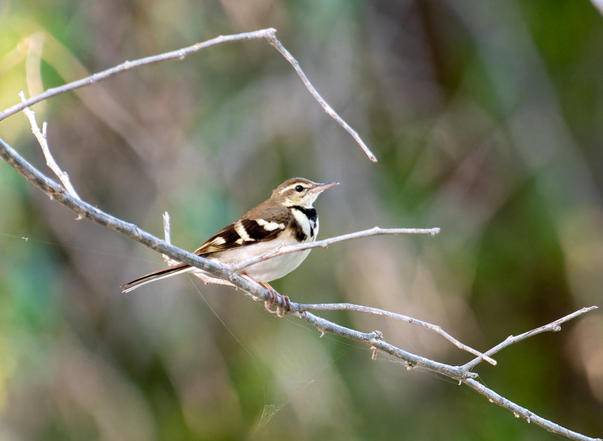Forest Wagtail