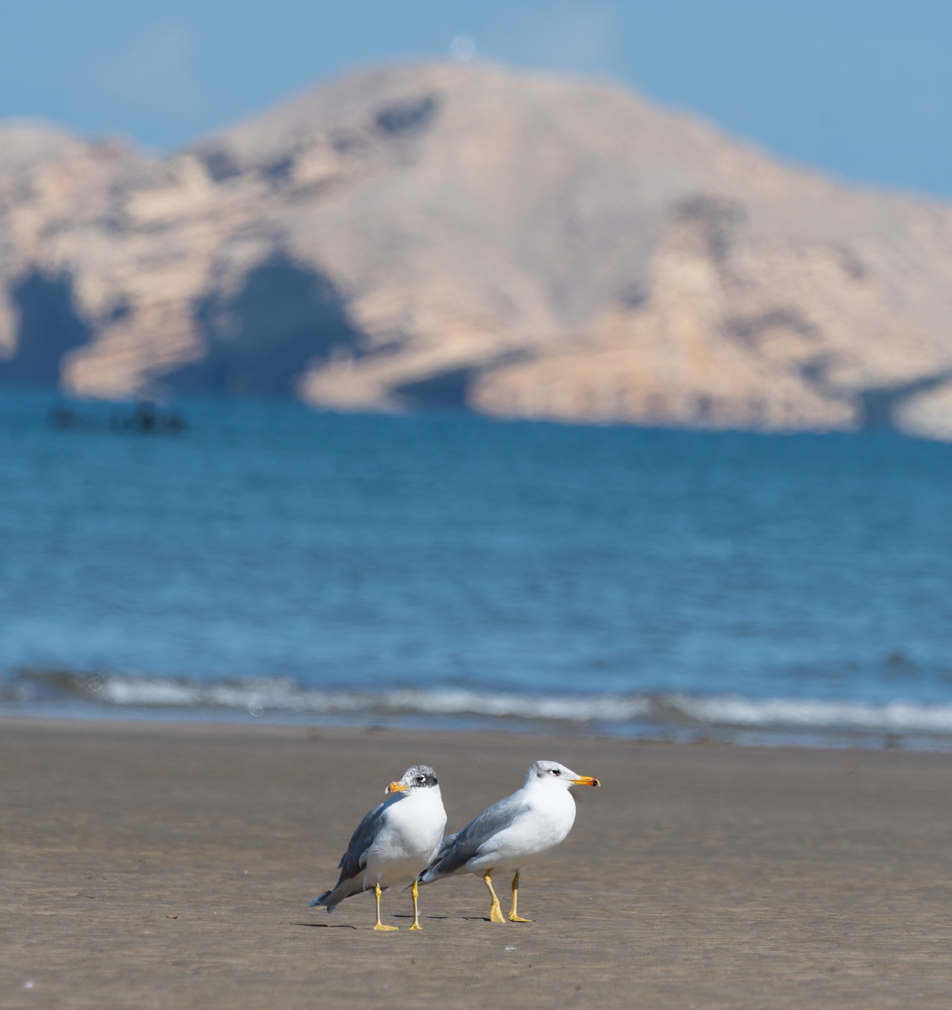 Pallas's Gull