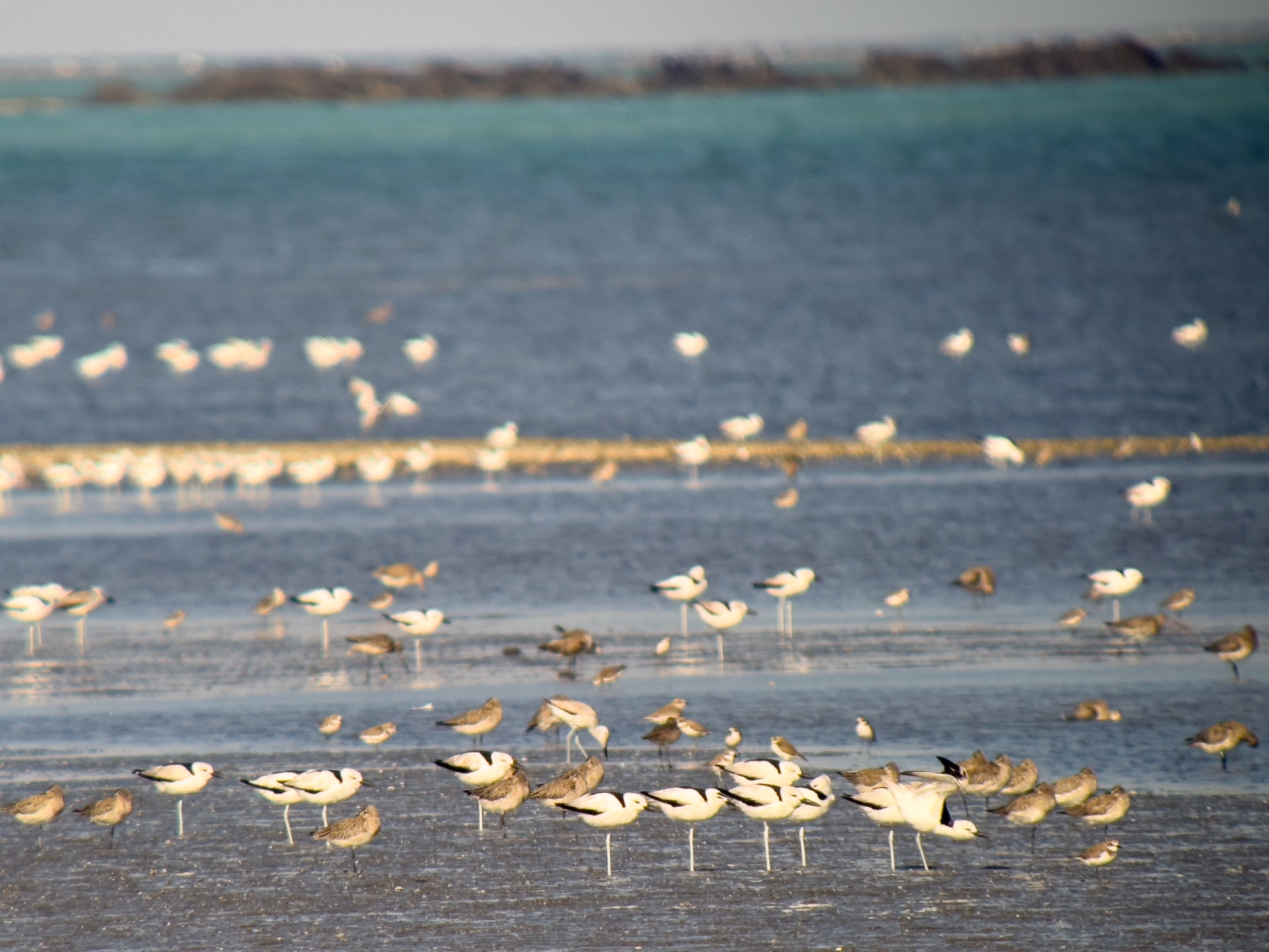 crab-plover