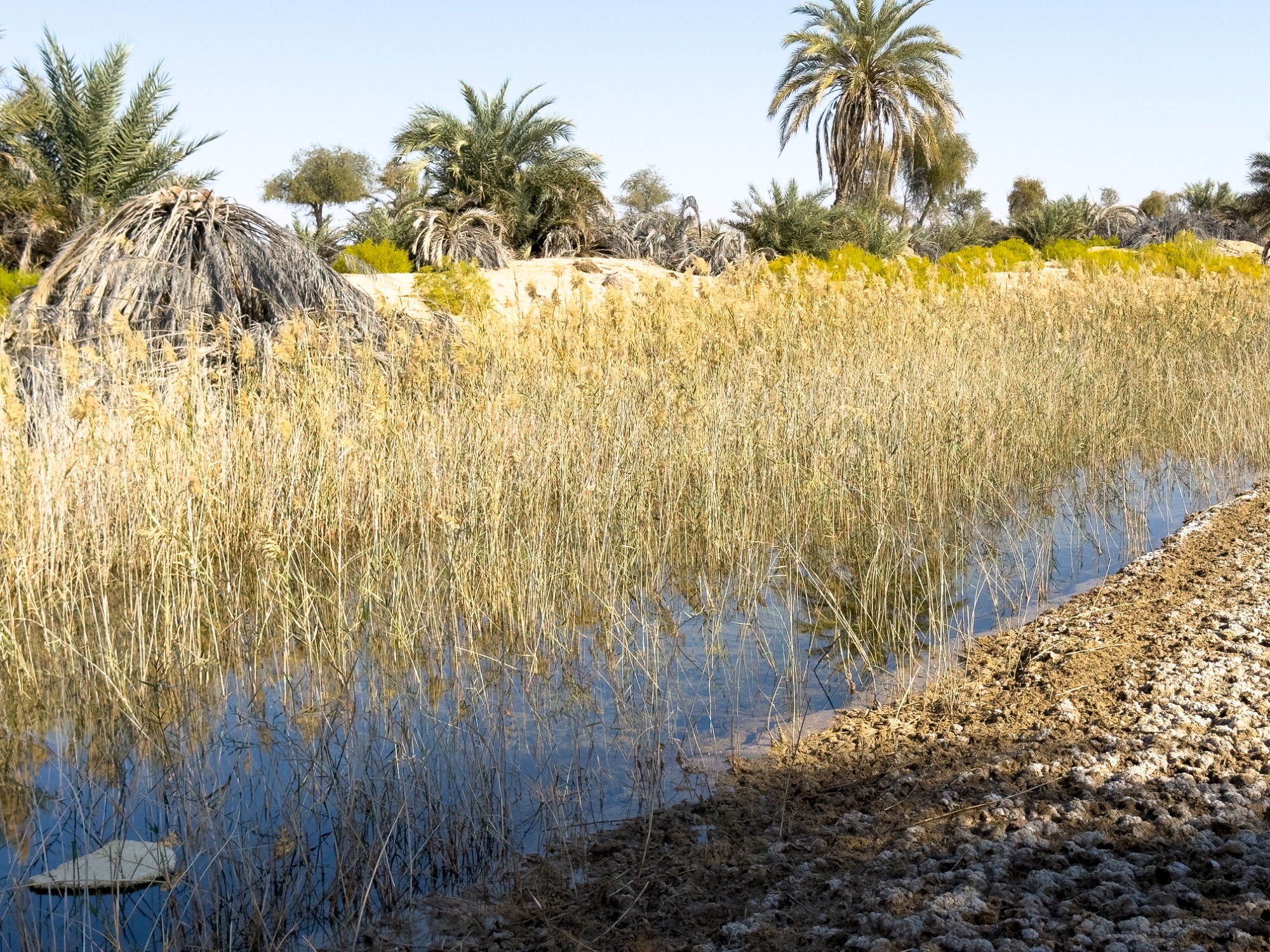 maqshin oasis