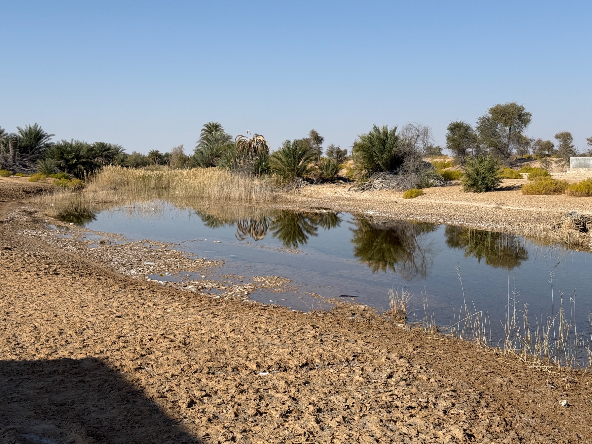 maqshin oasis