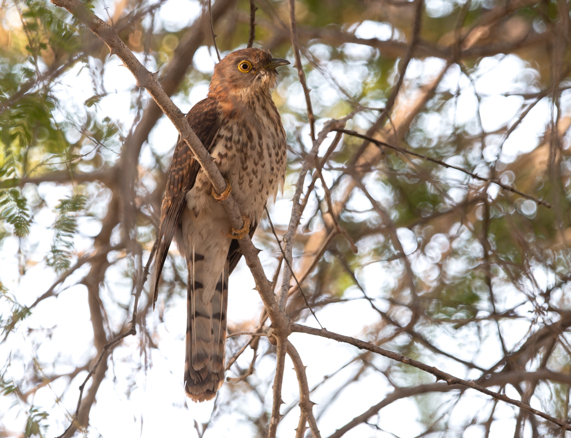 Common Hawk Cuckoo