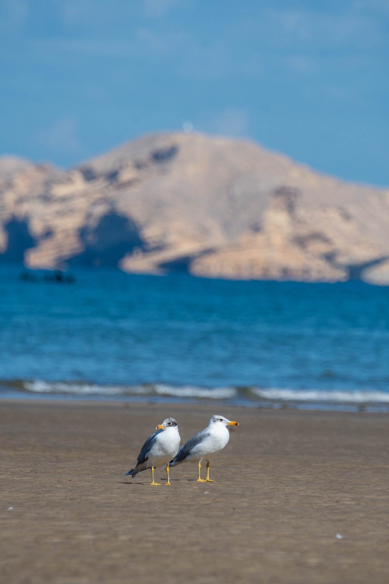 pallas's gull, oman