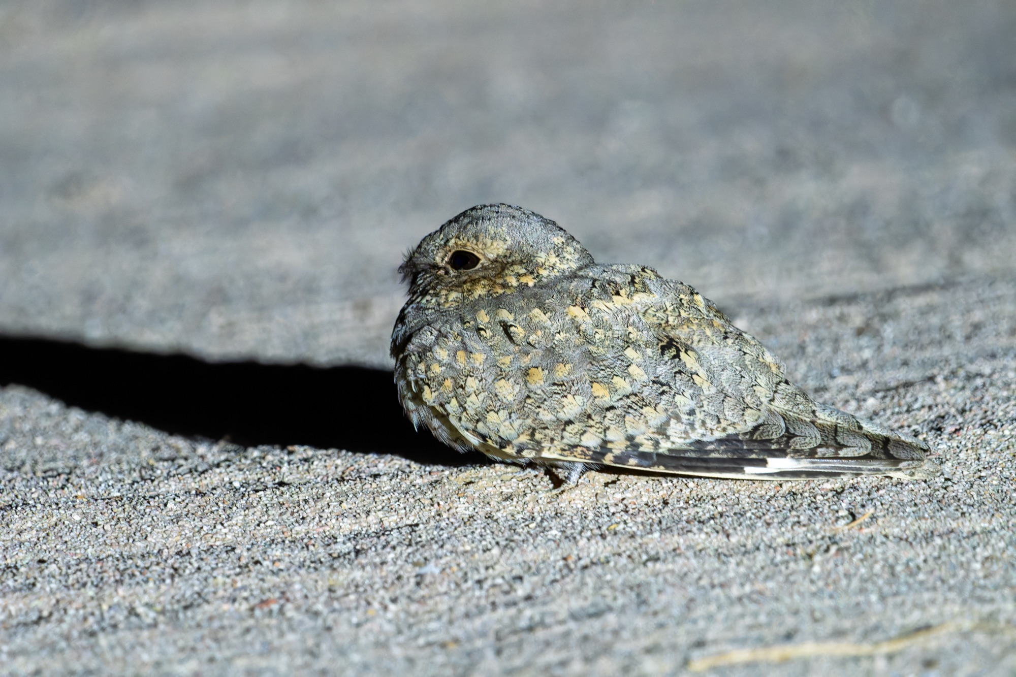 sykes's nightjar