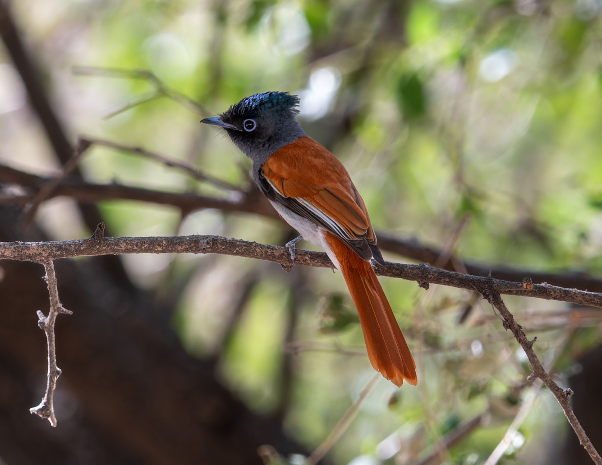 african paradise flycatcher