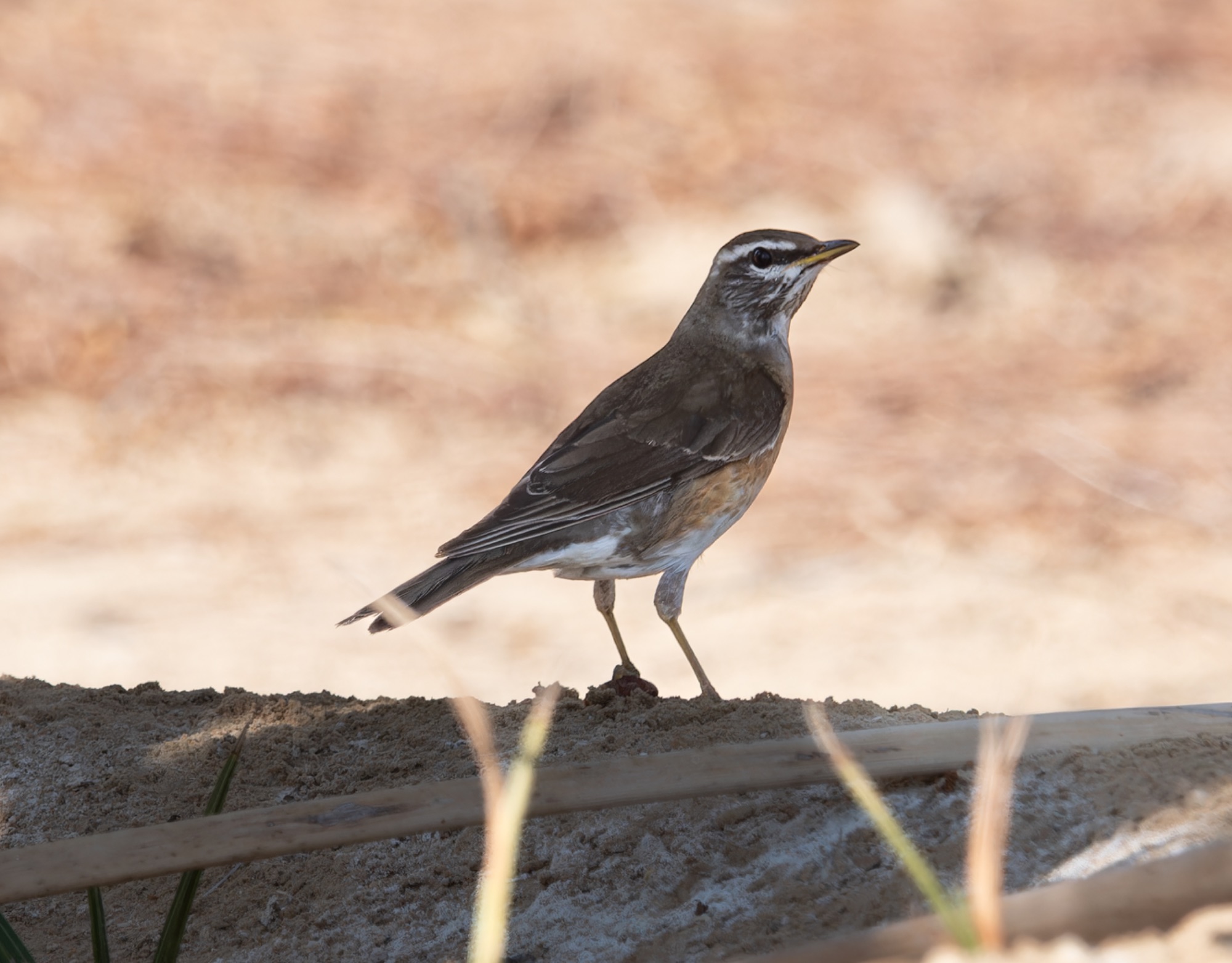 eye-browed thrush