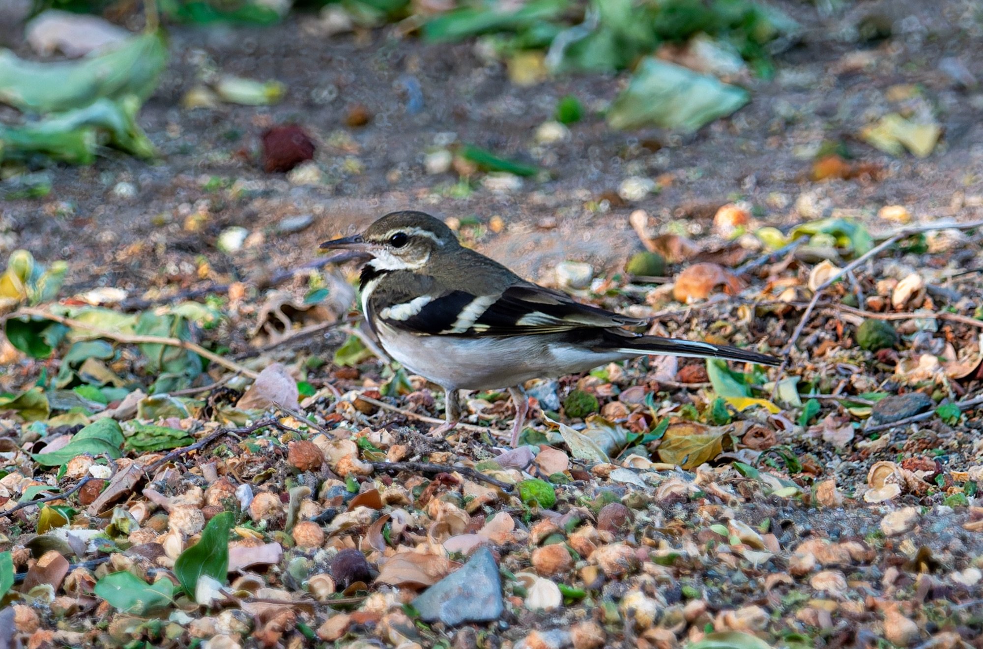 forest wagtail