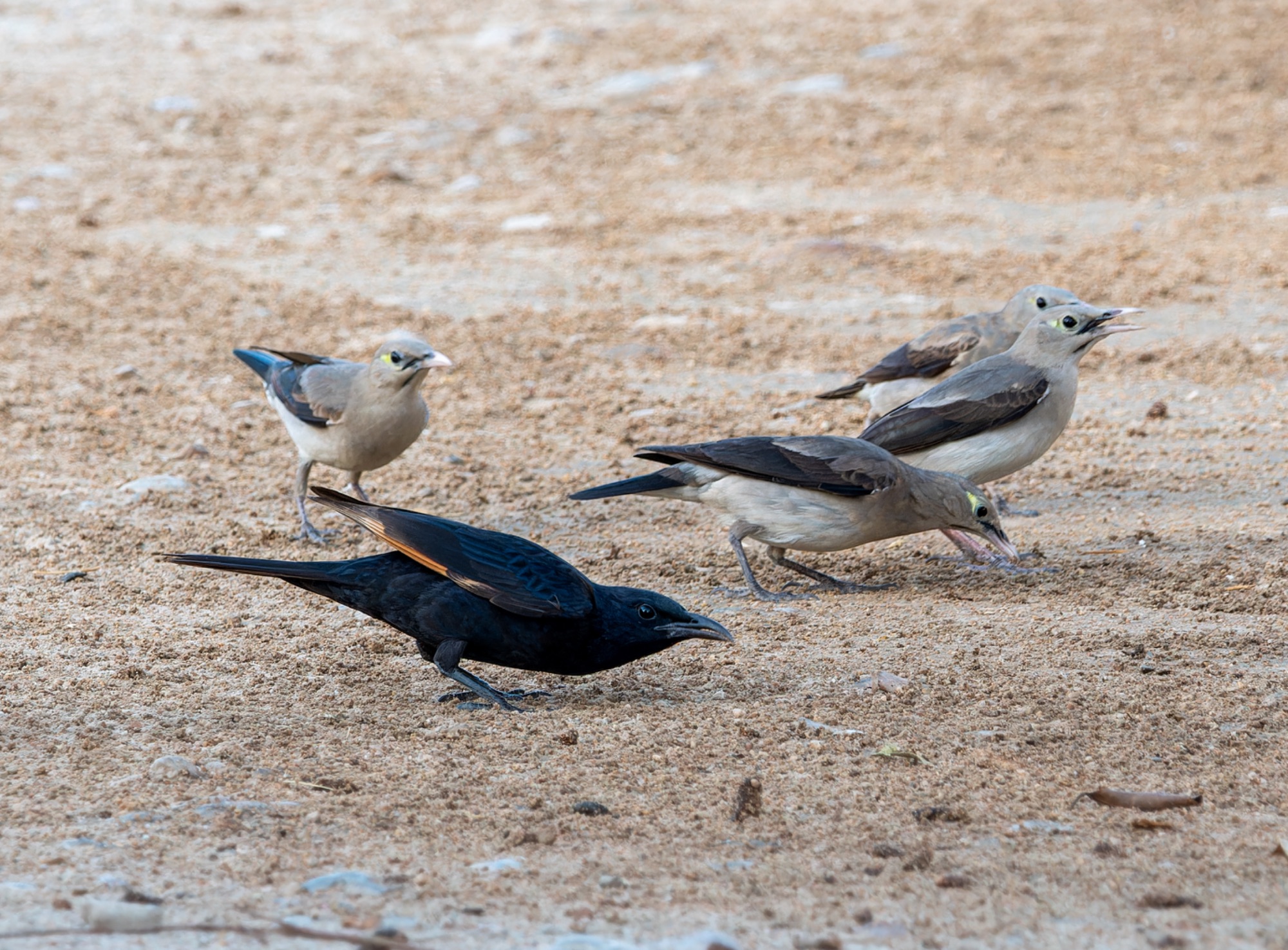 Wattled Starling