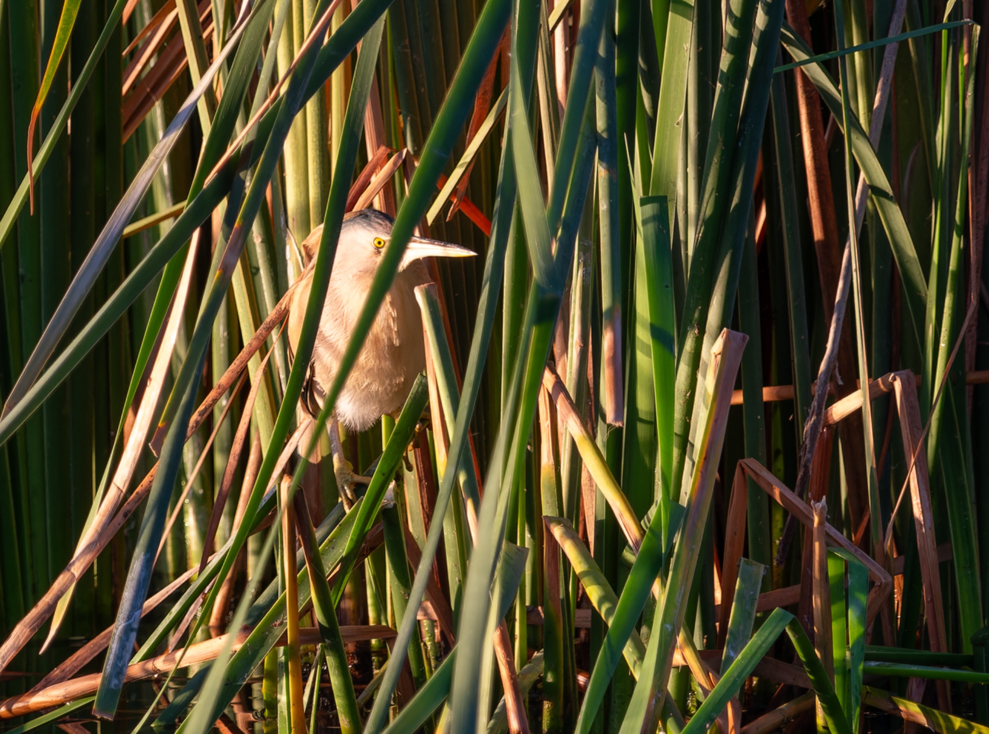 Yellow Bittern