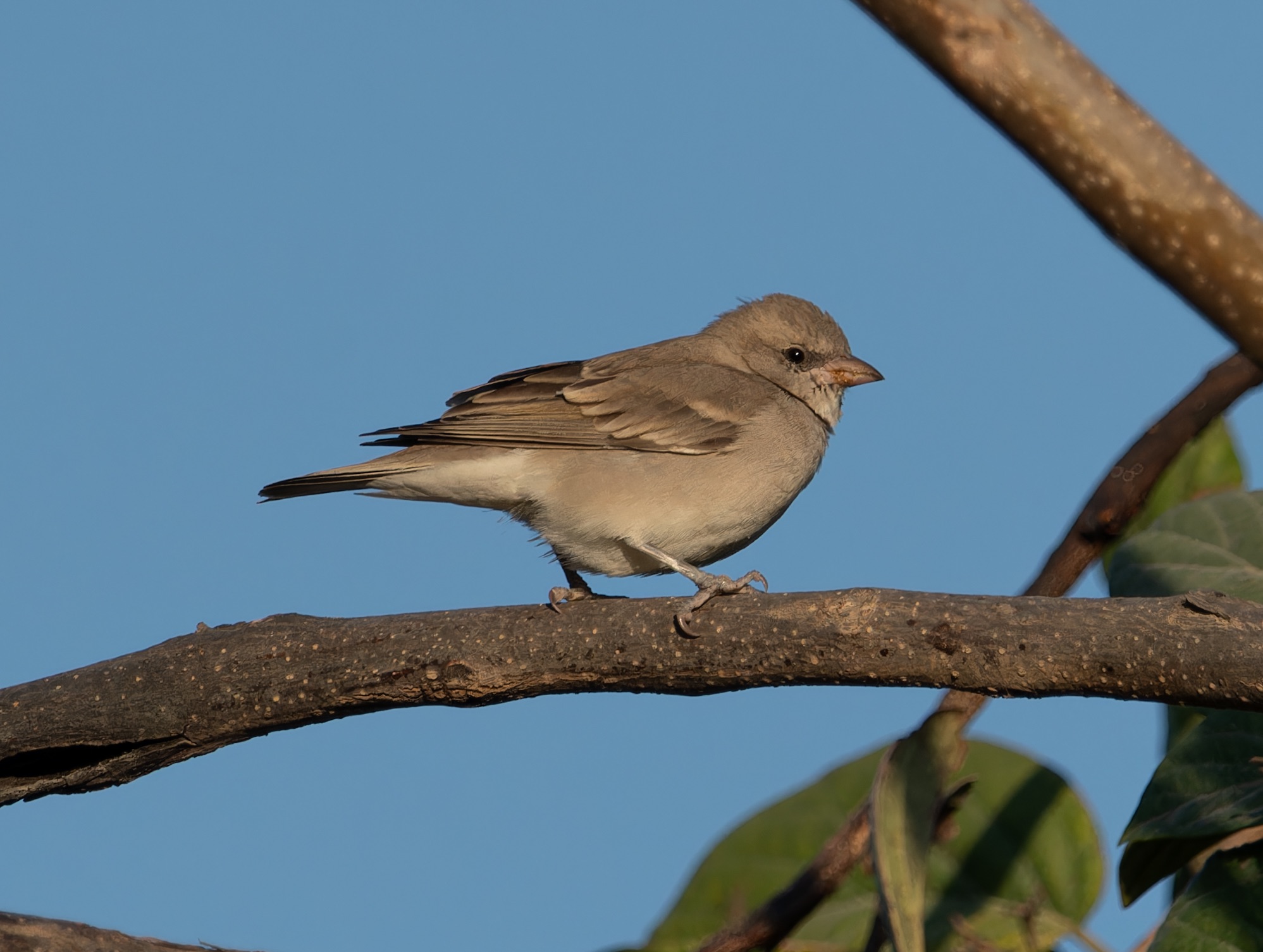 Yellow-throated Sparrow