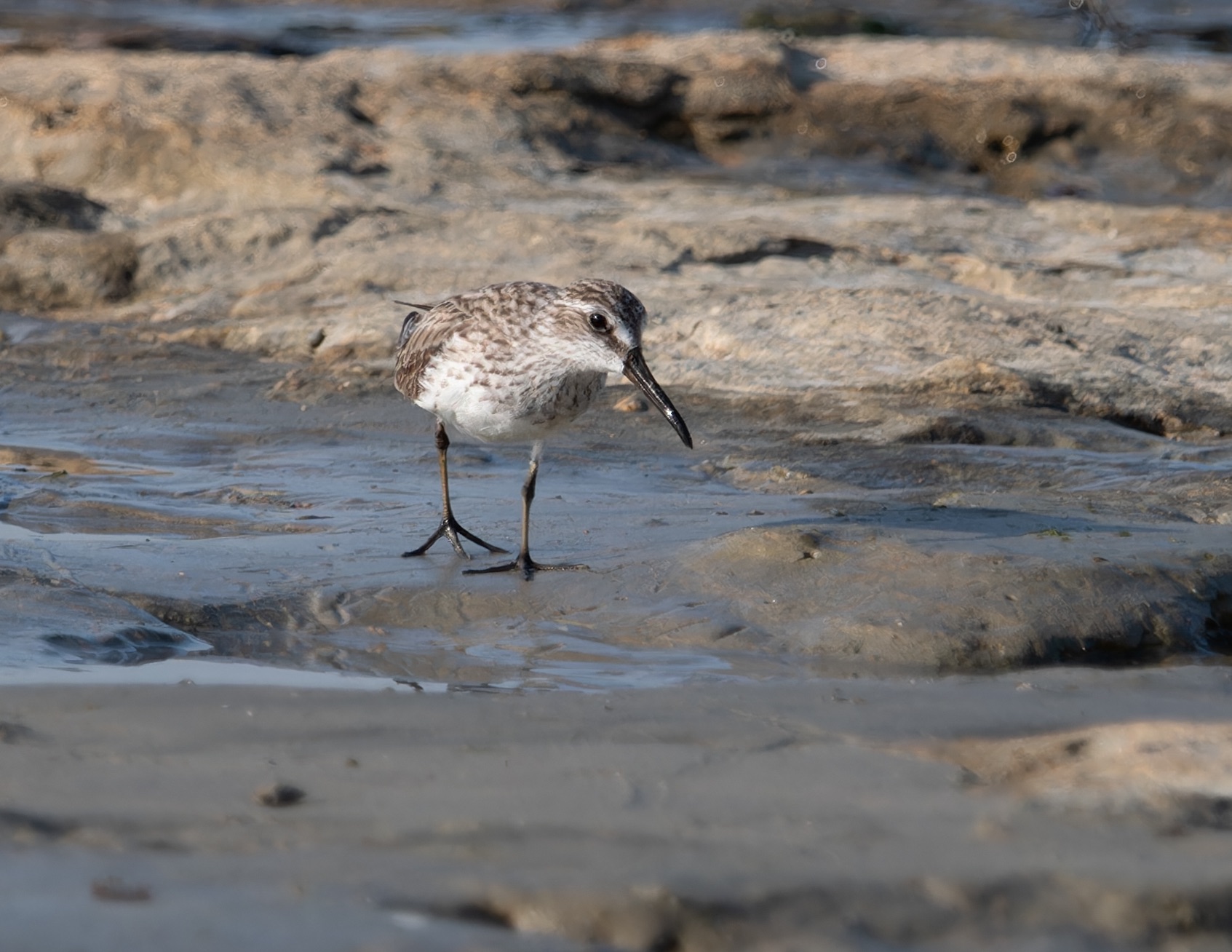 broad-billed sandpiper