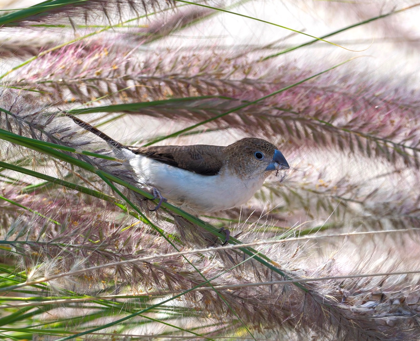 African Silverbill