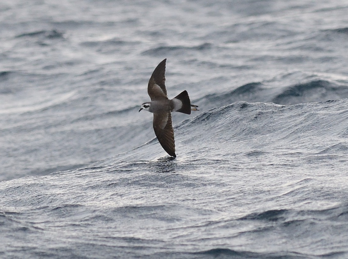 White-faced Storm-Petrel