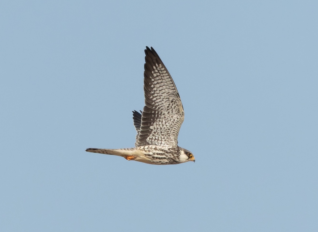 Amur Falcon