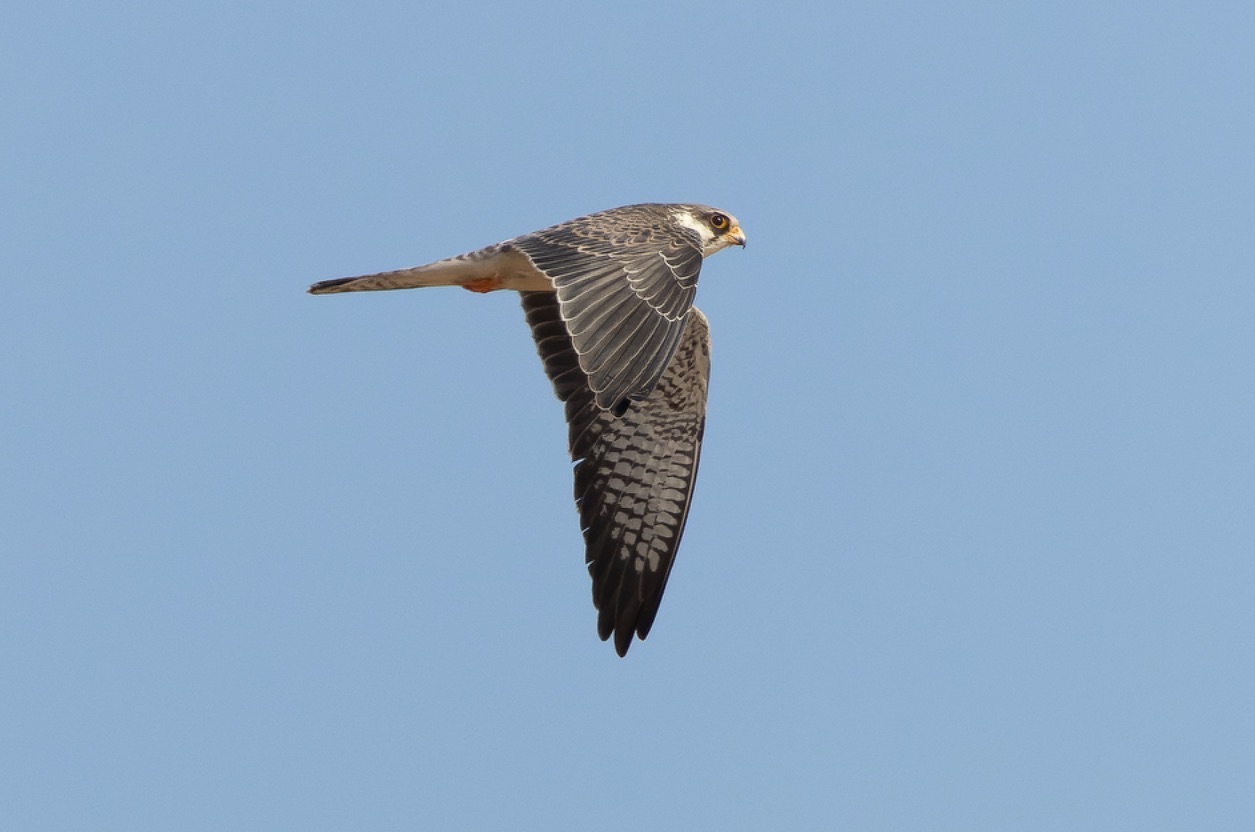 Amur Falcon