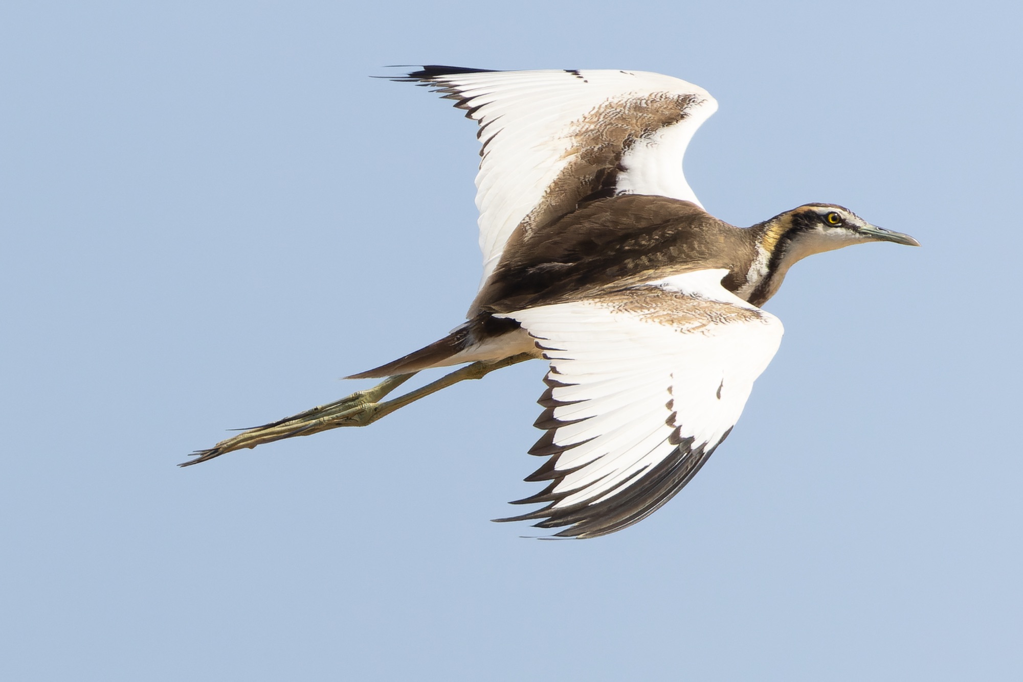 pheasant-tailed jacana