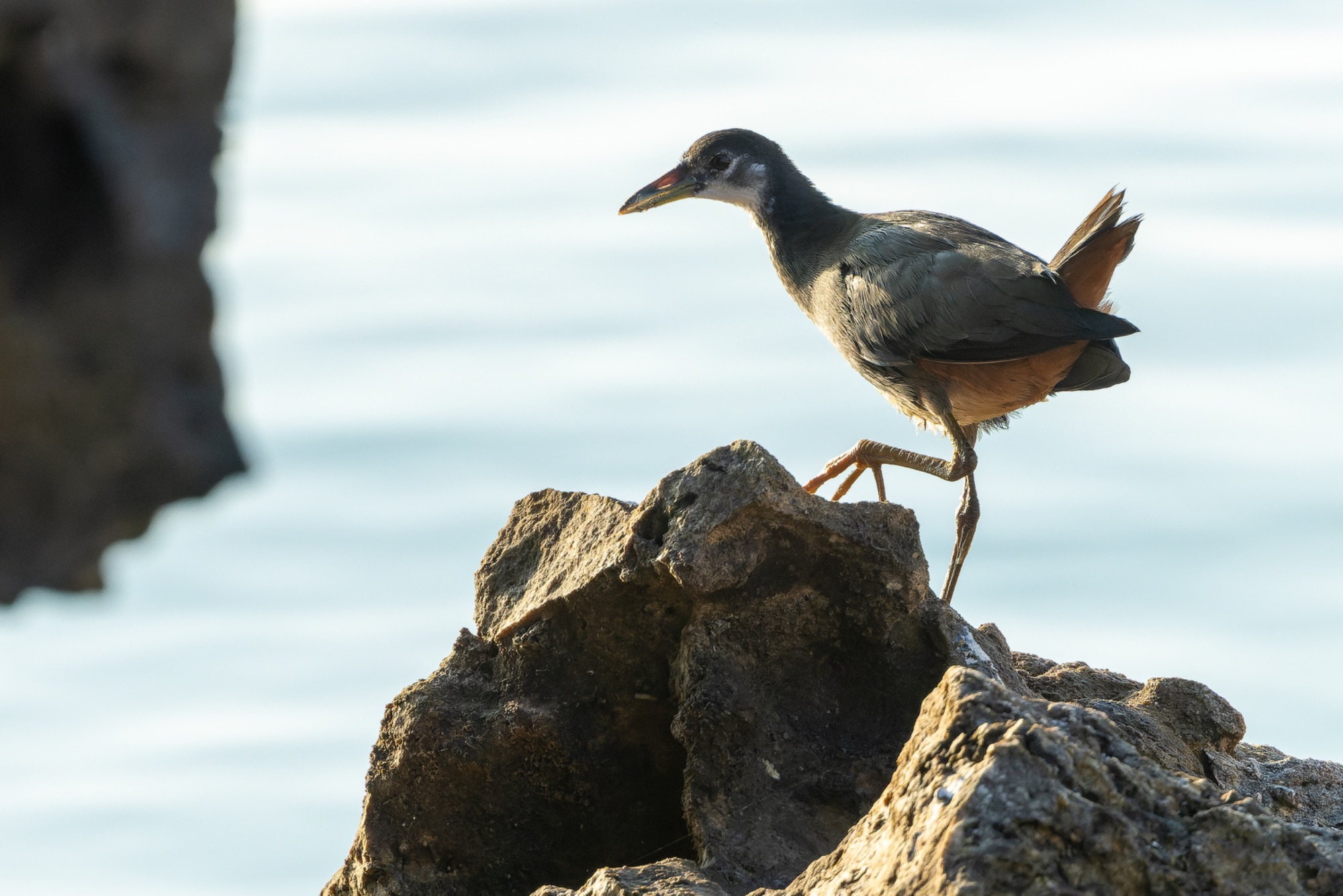 white-breasted waterhen