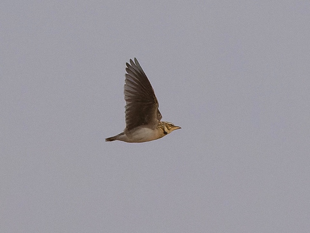 bimaculated lark