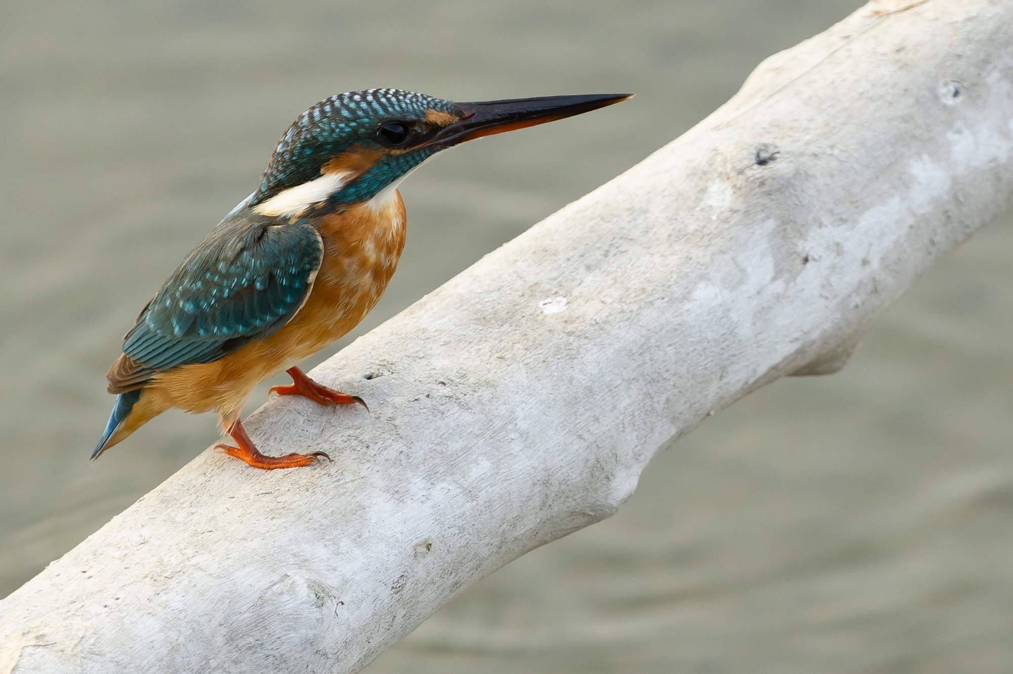 COMMON KINGFISHER