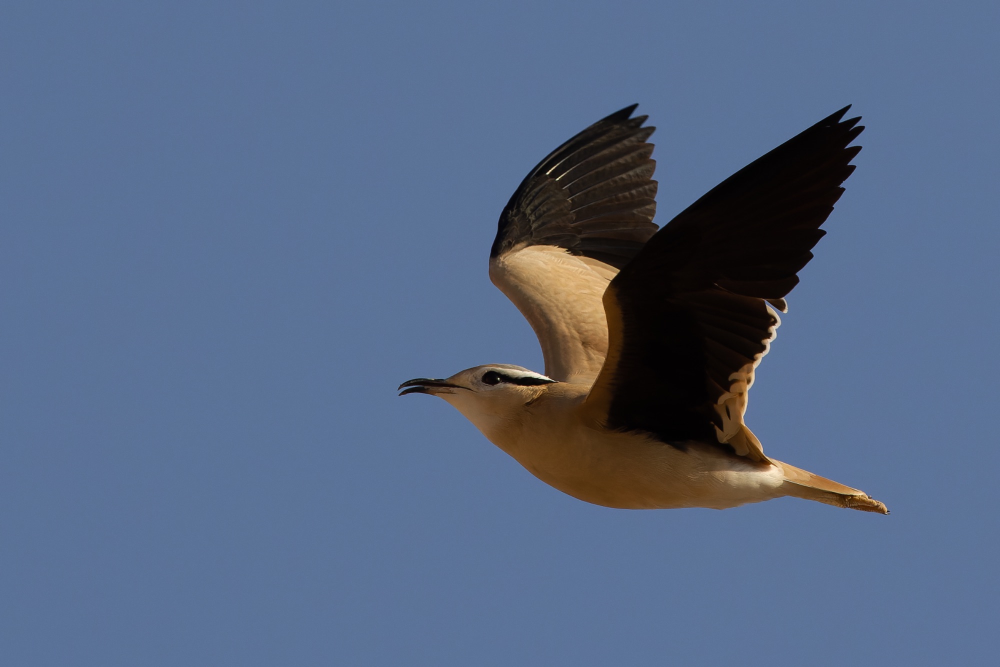 cream-coloured courser