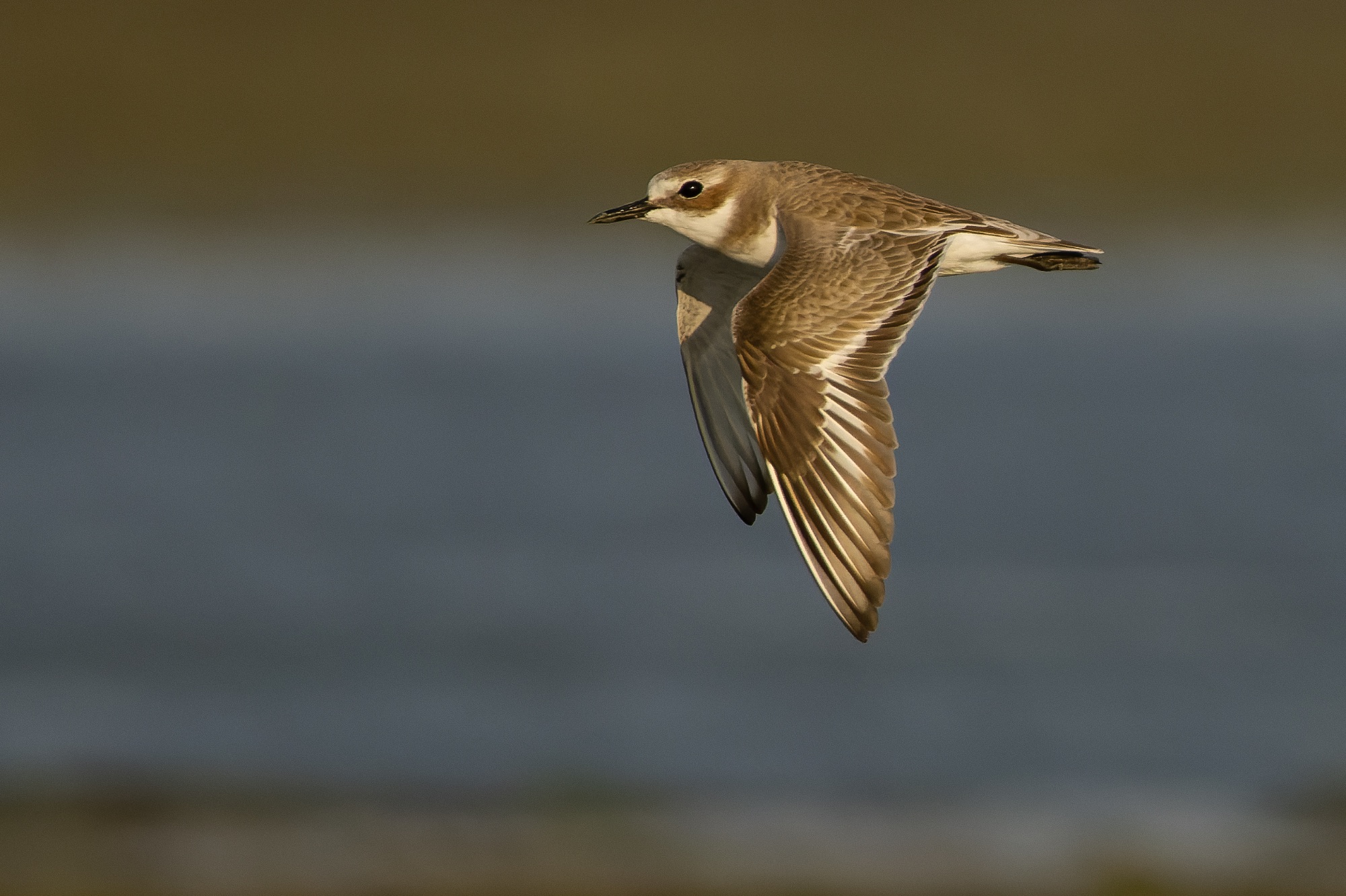 Tibetan Sandplover
