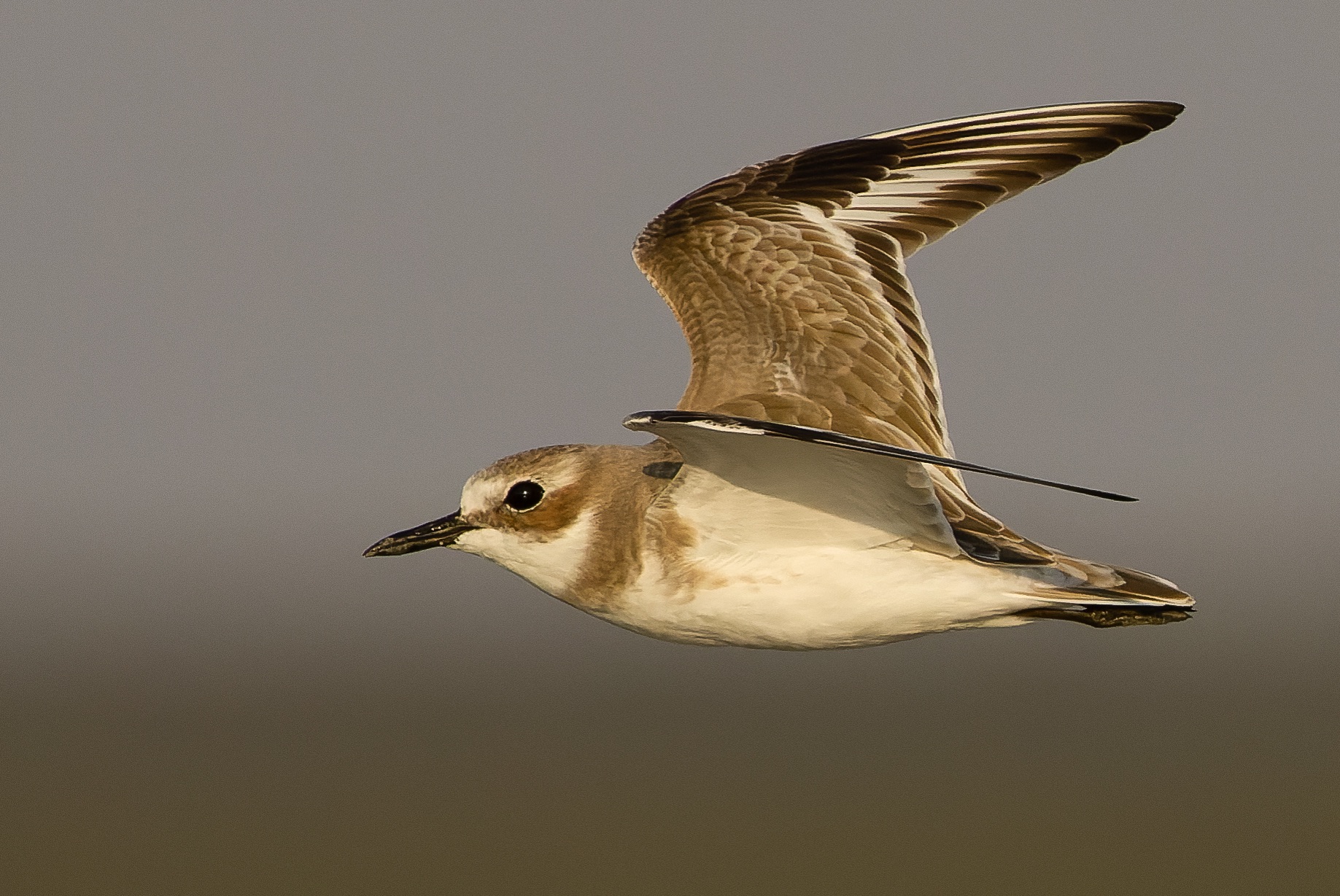 Tibetan Sandplover