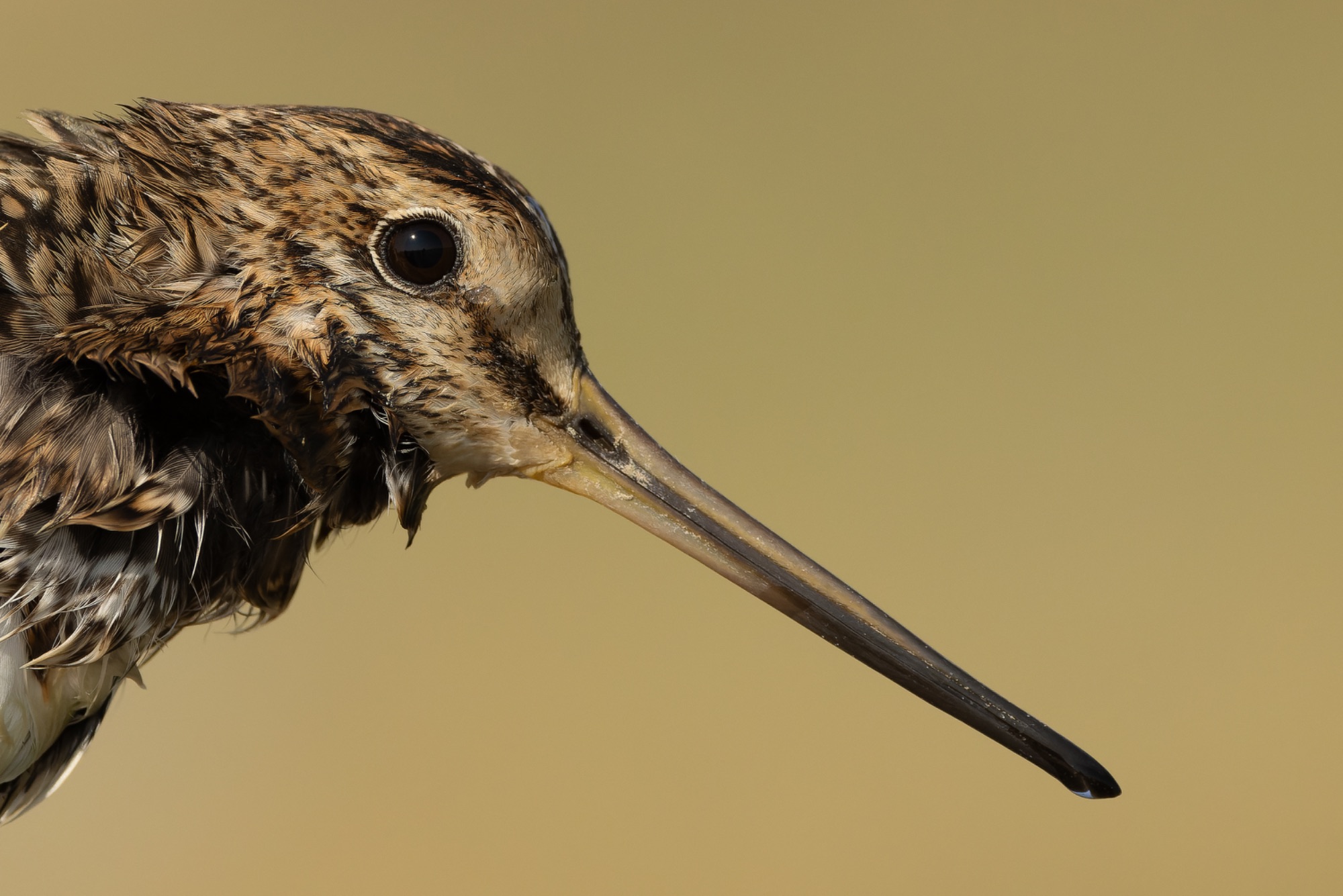 Pintail Snipe