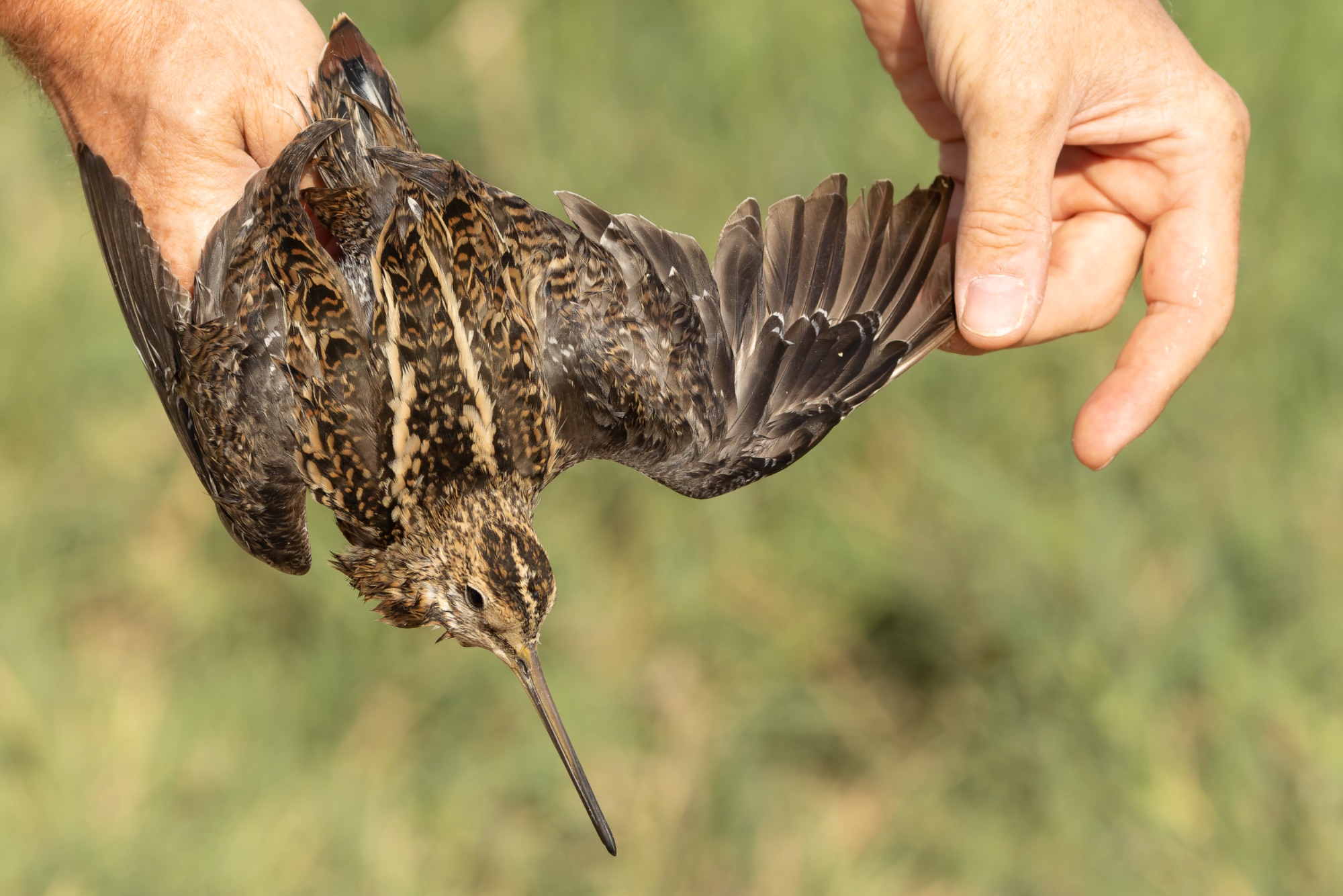 Pintail Snipe