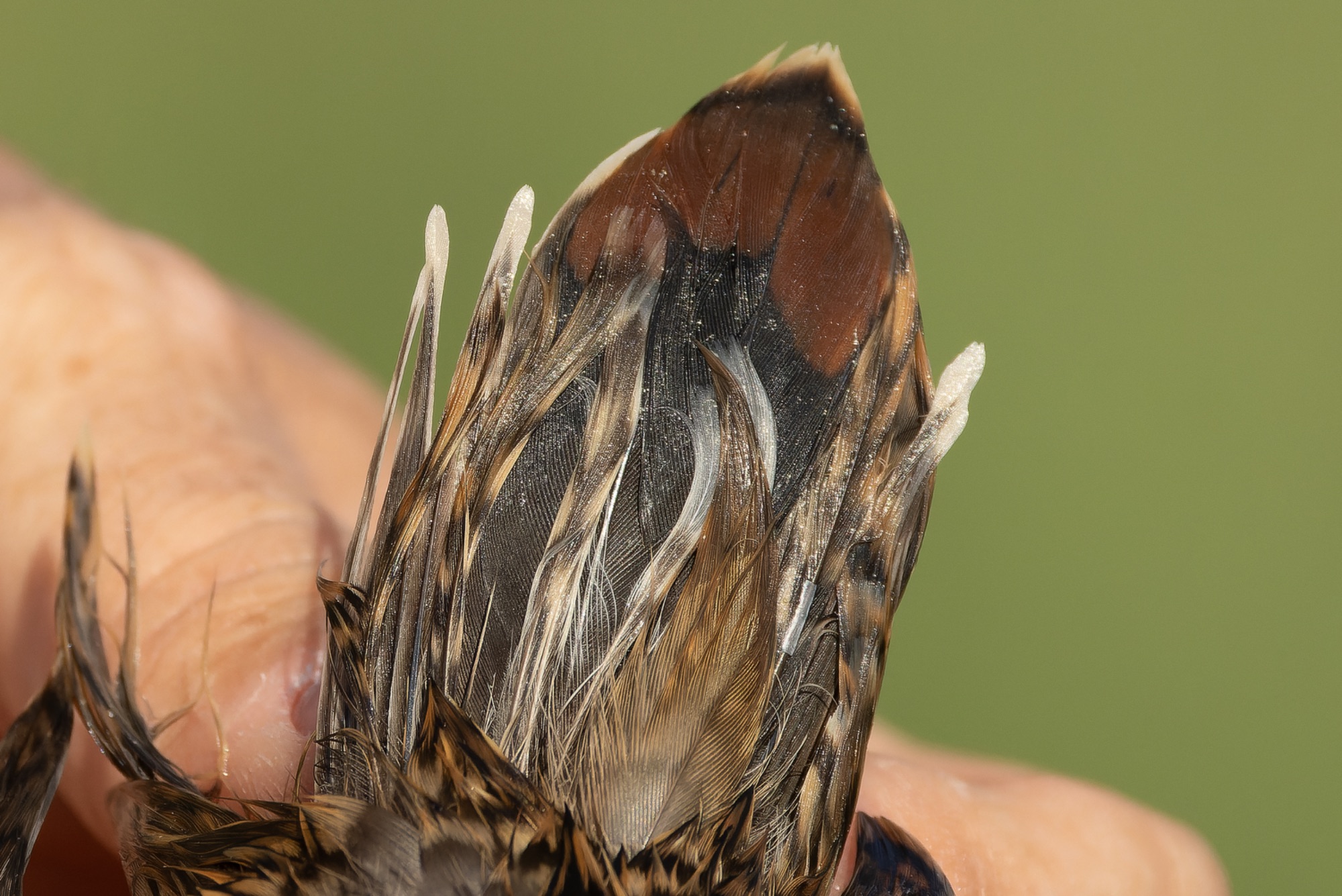 Pintail Snipe