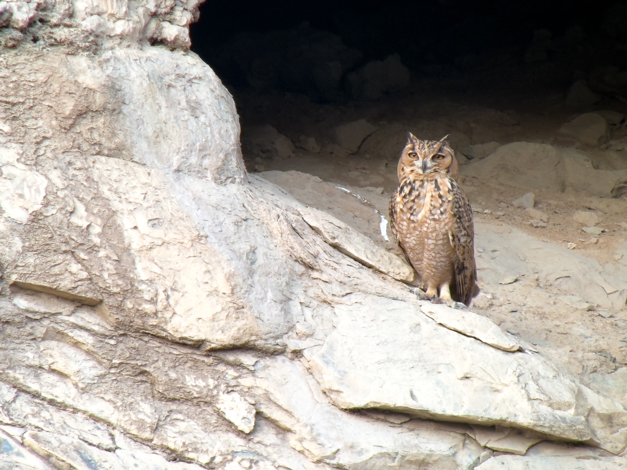 pharaoh eagle owl
