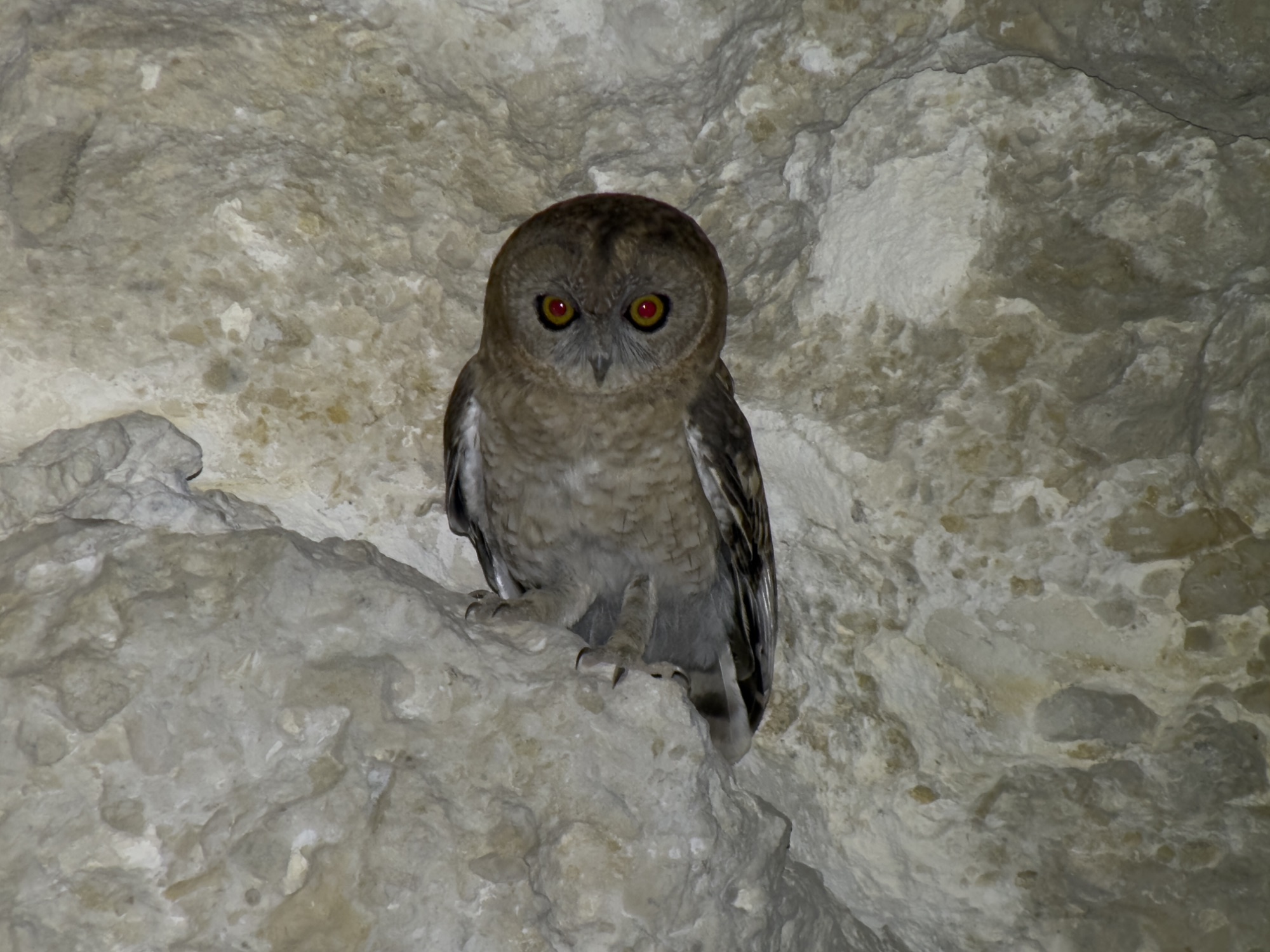Desert Owl