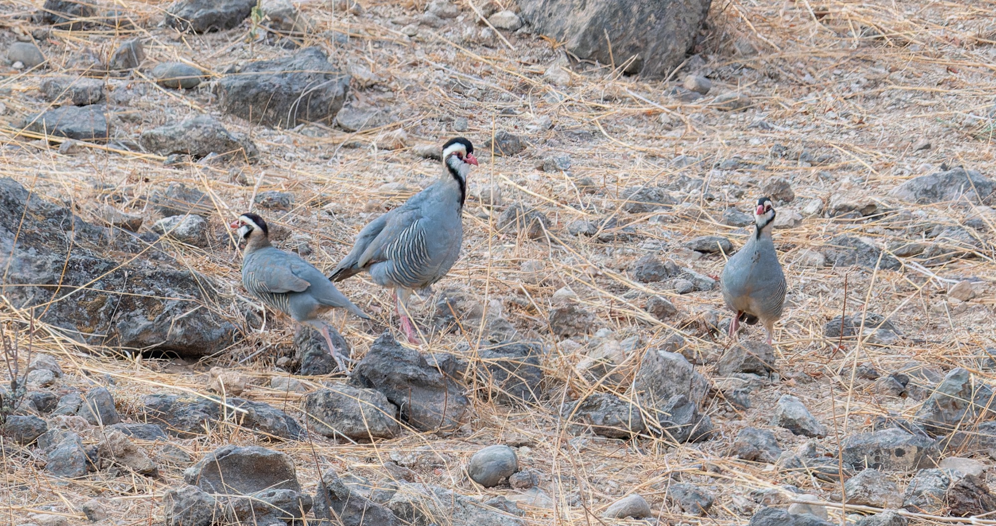 Arabian Partridge