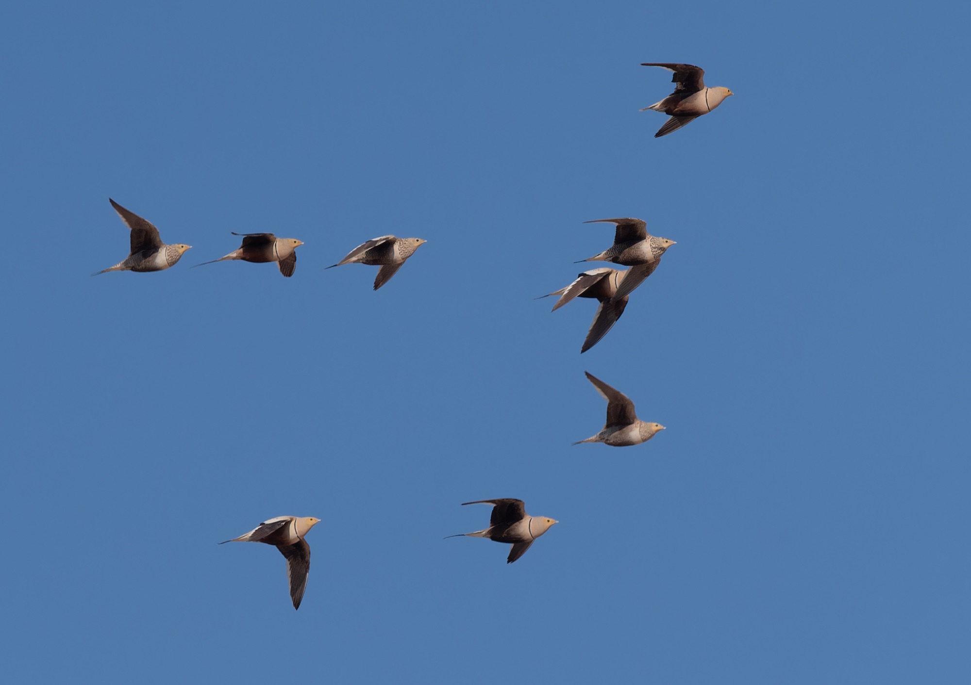 Chestnut-bellied Sandgrouse 6 - Mudday, Oman, March 2025