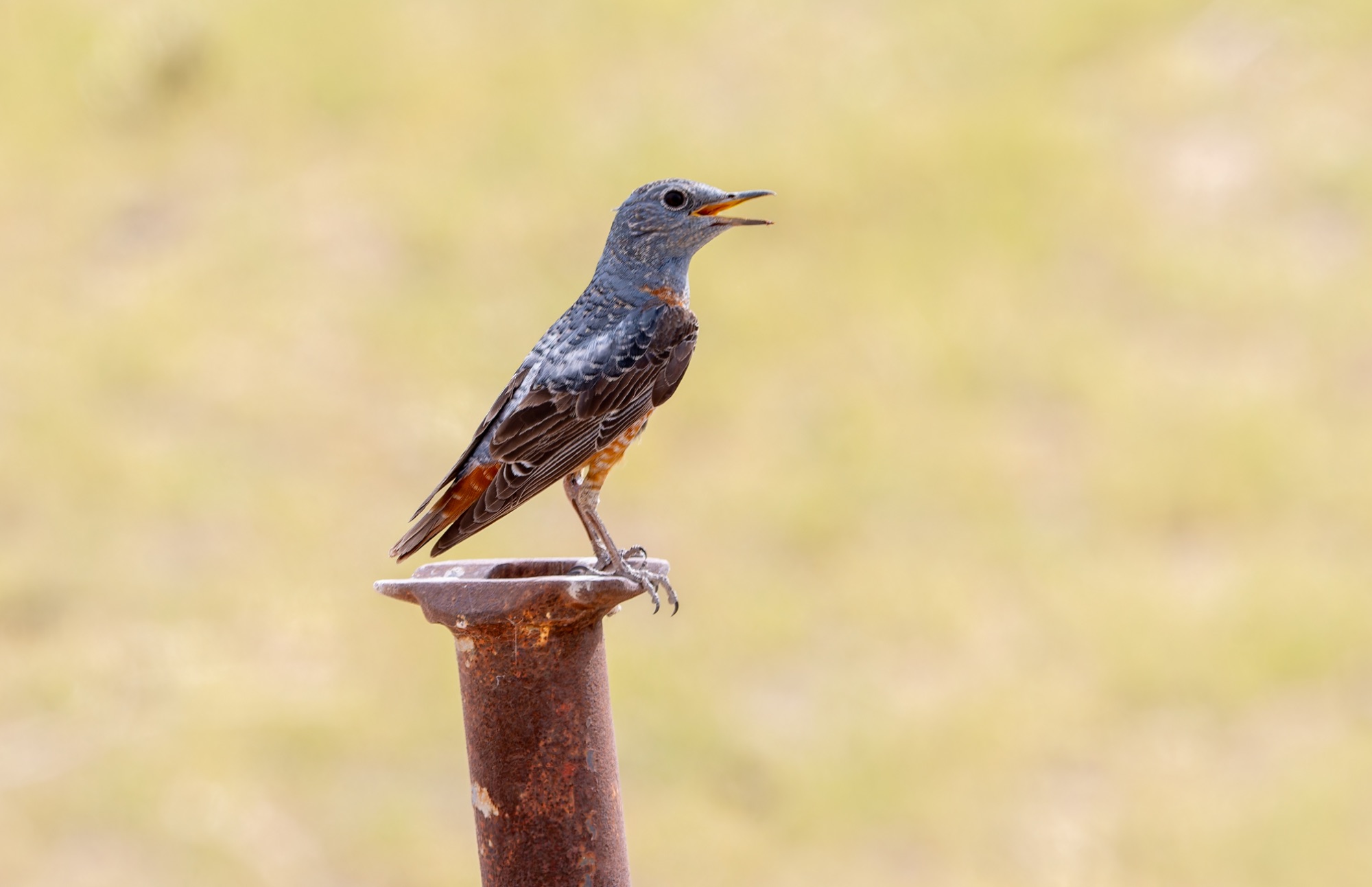Common Rock Thrush