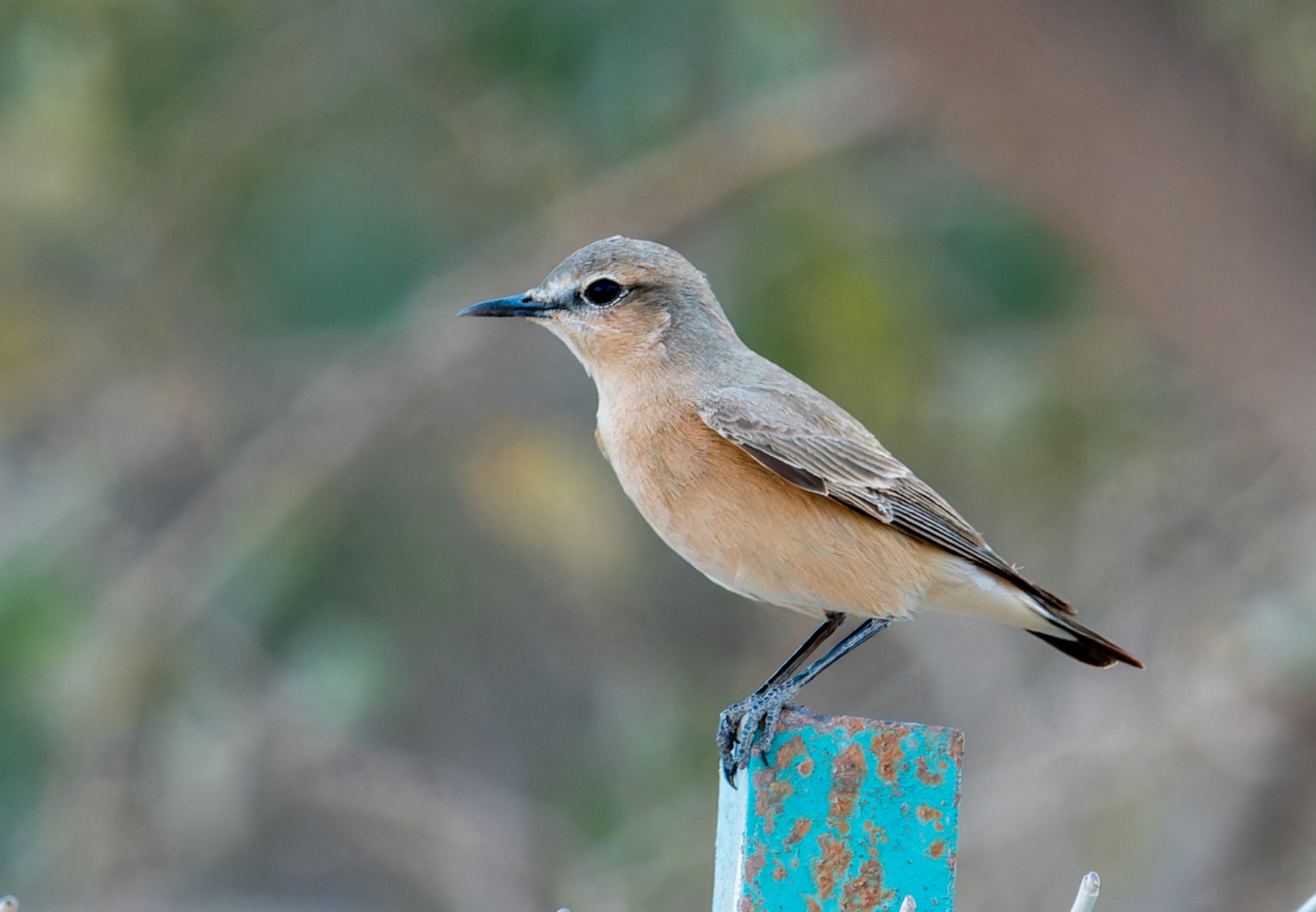 Isabelline Wheatear d -  Sall Ala Park, Musandam, Oman April 2025