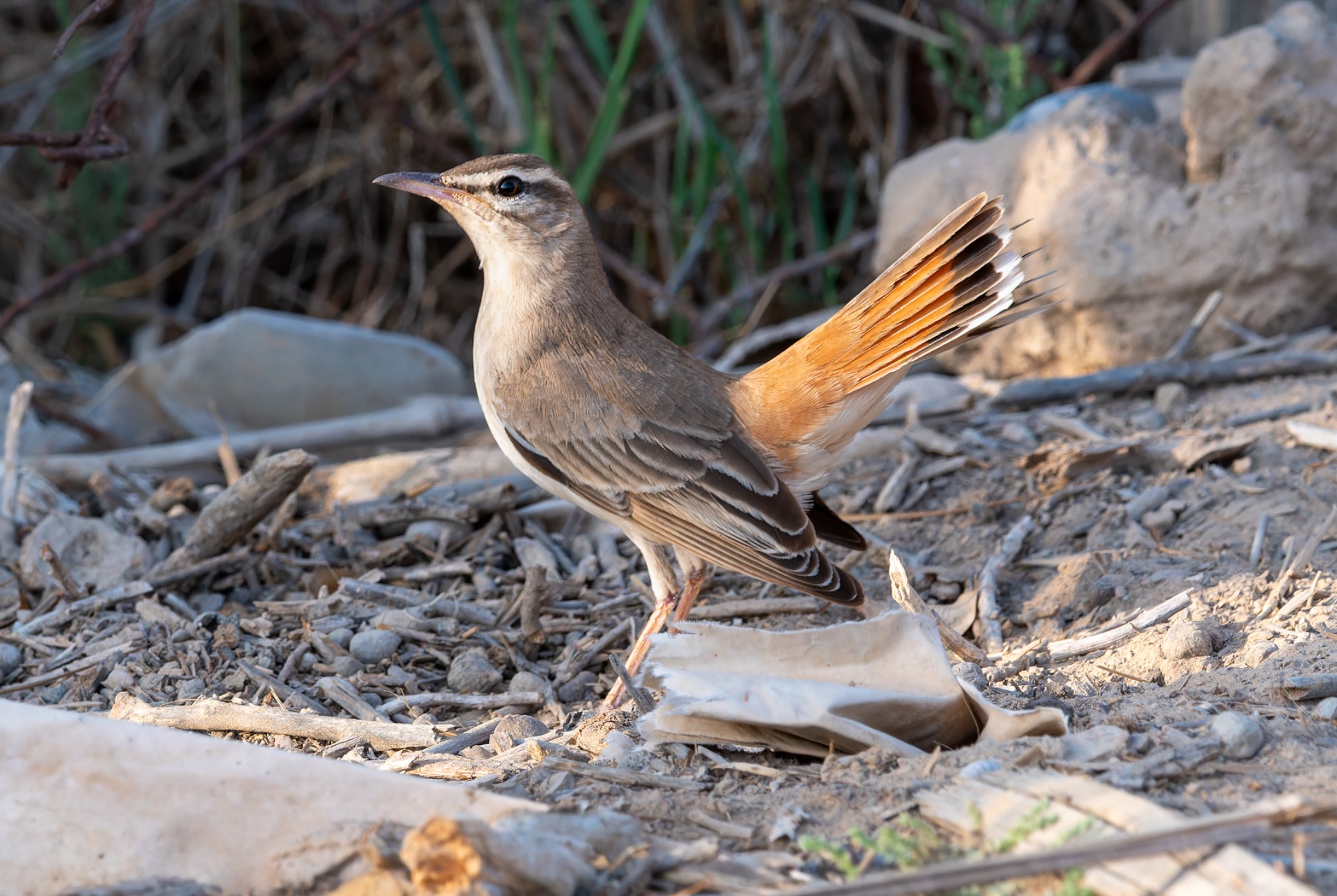 rufous-tailed scrub-robin