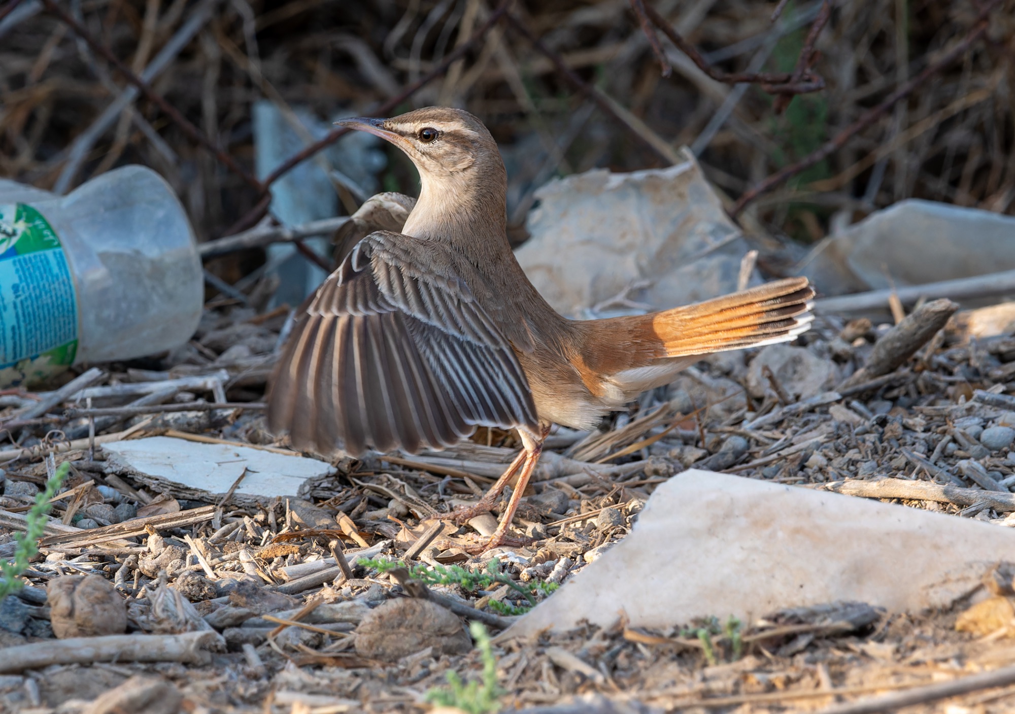 rufous bushchat