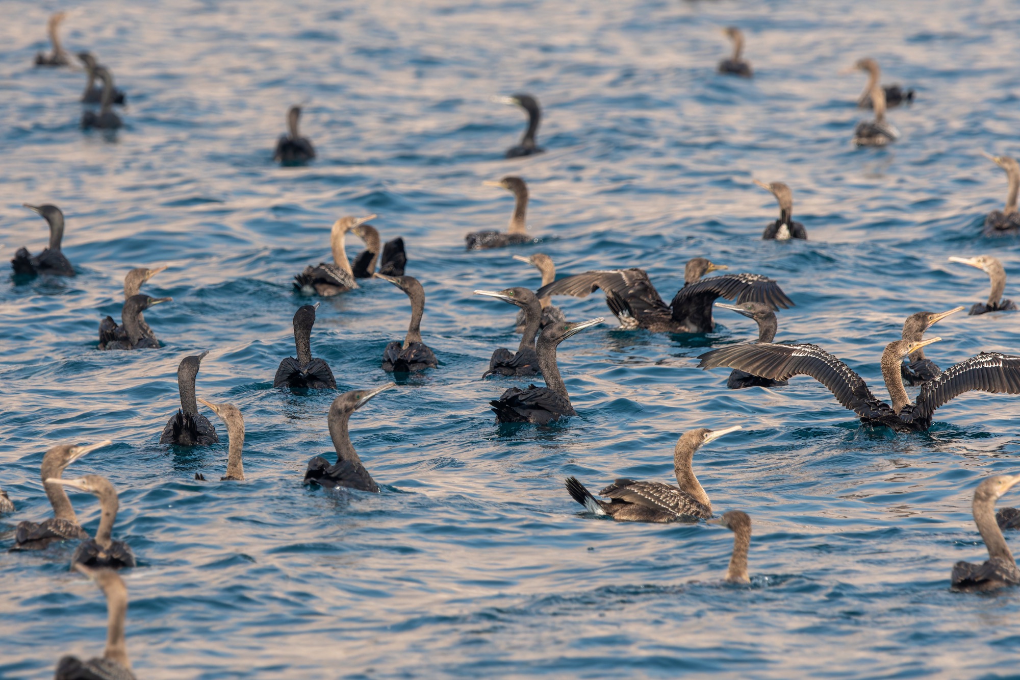 Socotra Cormorants