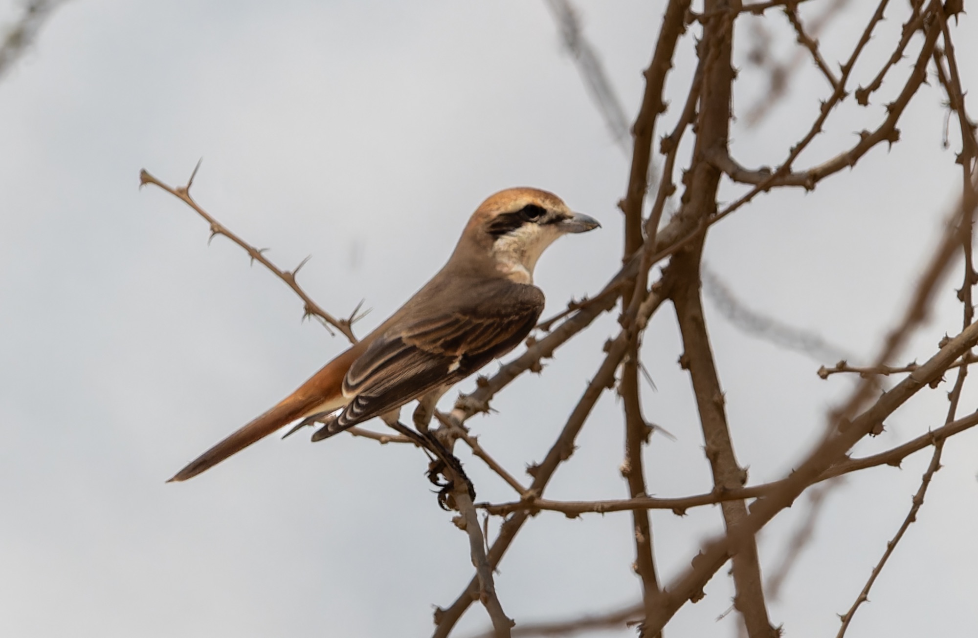 Turkestan Shrike