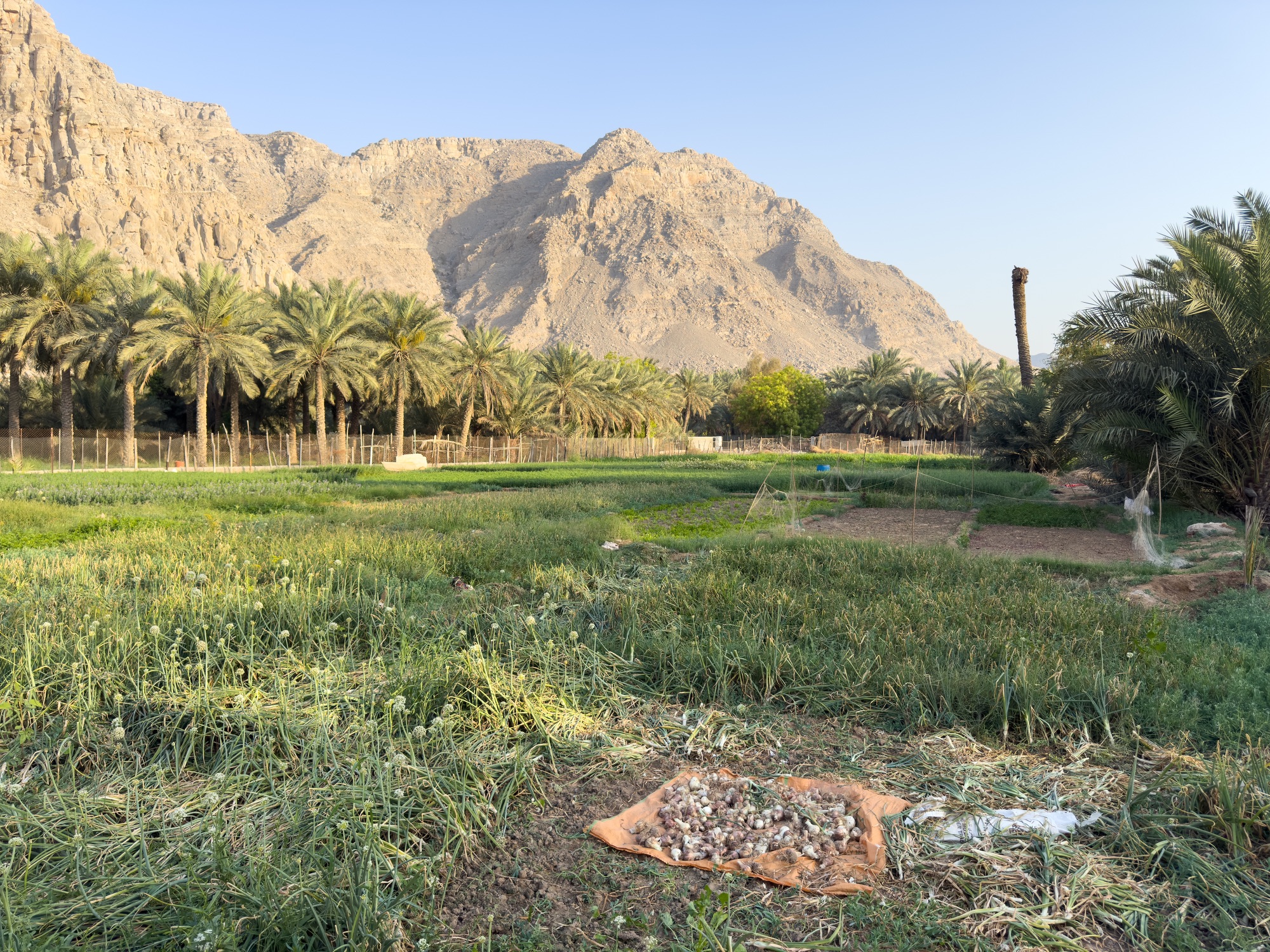 Al Waym Fields, Khasab