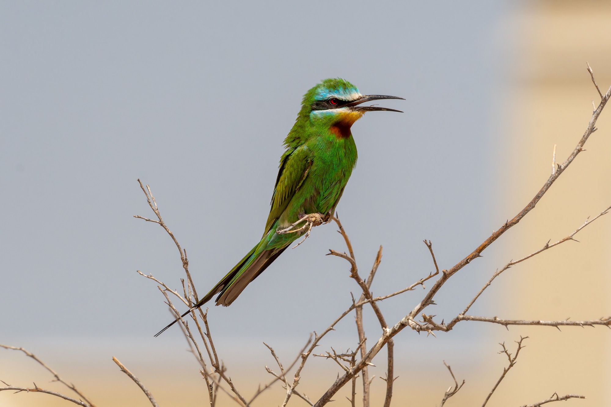 Blue-cheeked Bee-eater