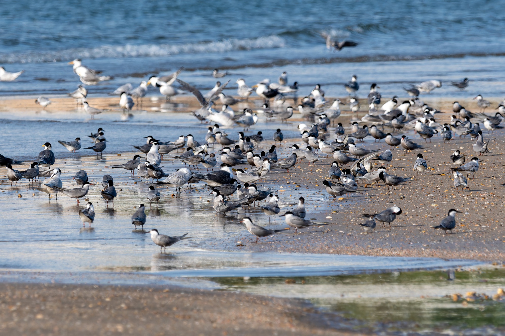 White-cheeked Terns