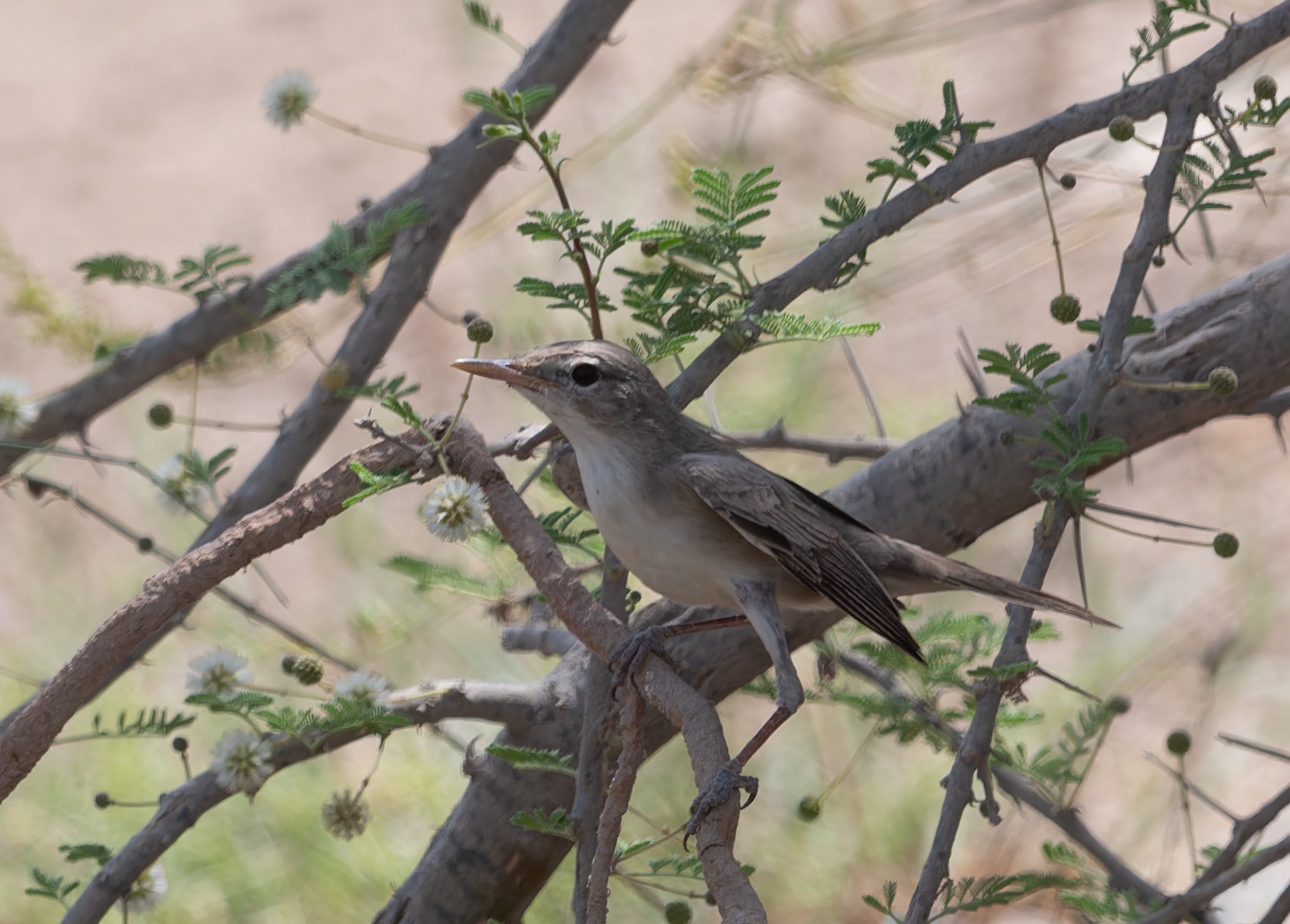 Upcher's Warbler