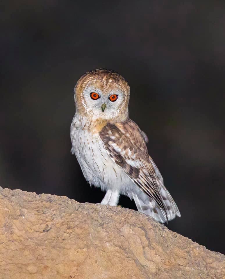 omani owl