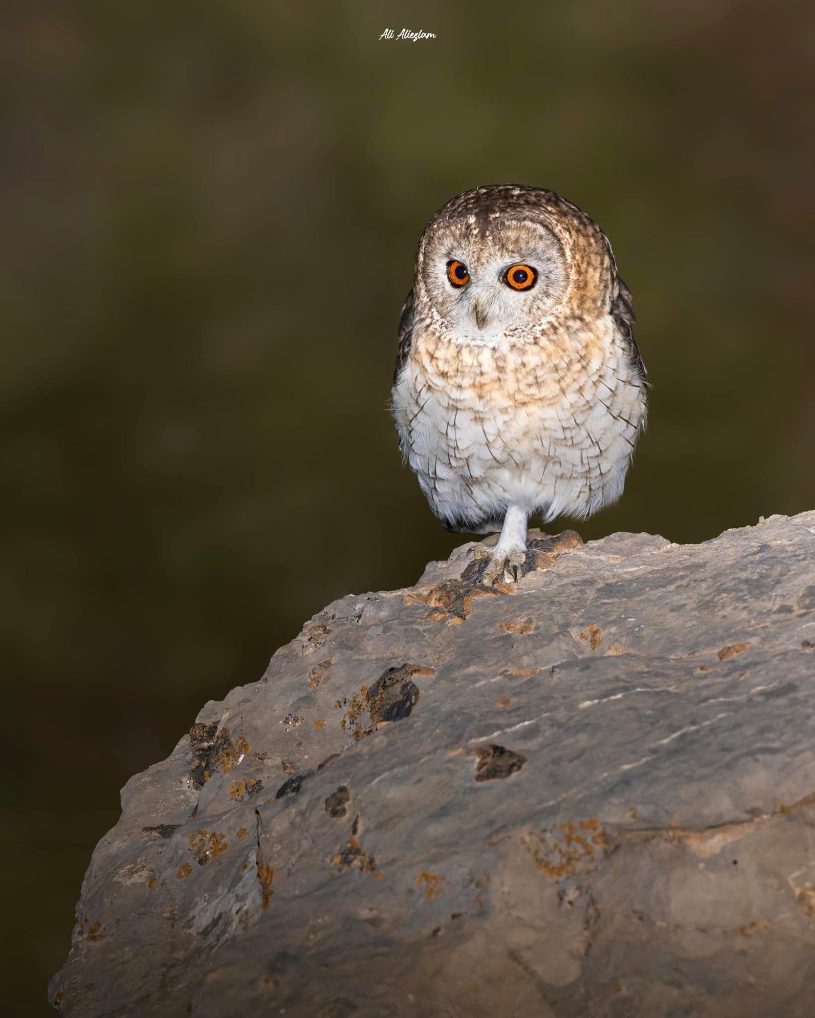 omani owl