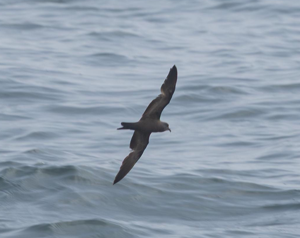 Matsudaira's Storm Petrel