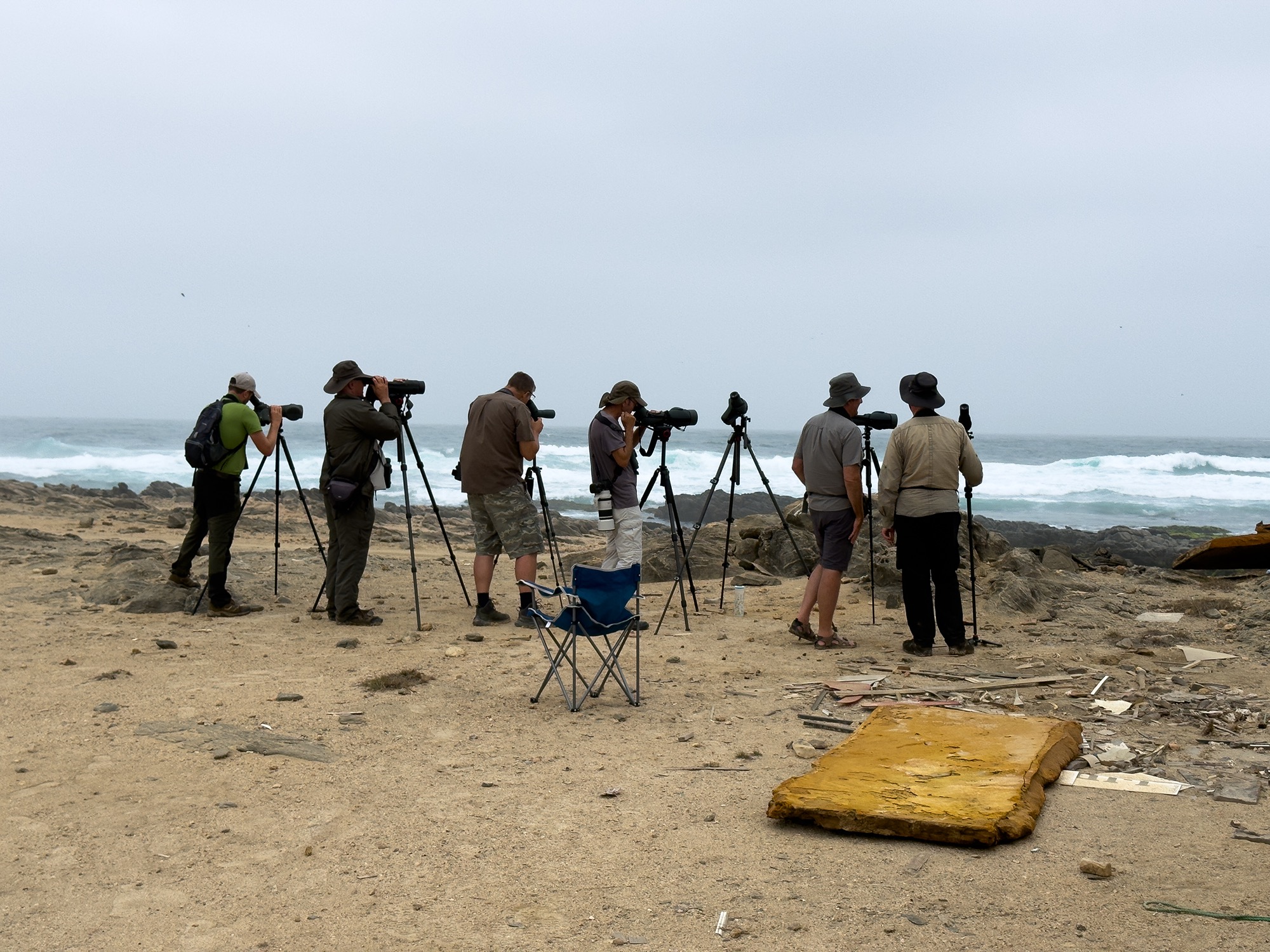 Seawatching - Masirah 2025 tour